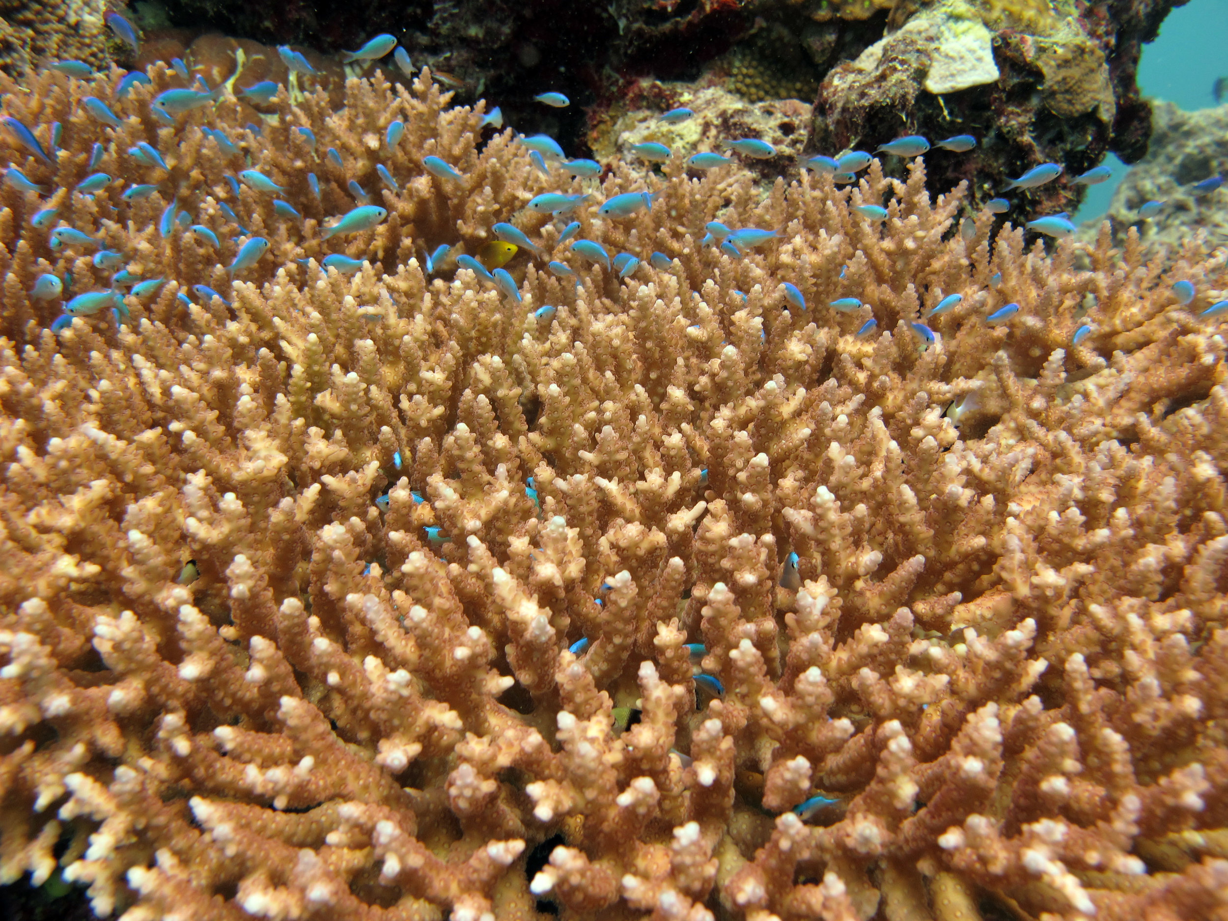 acropora macro.jpg