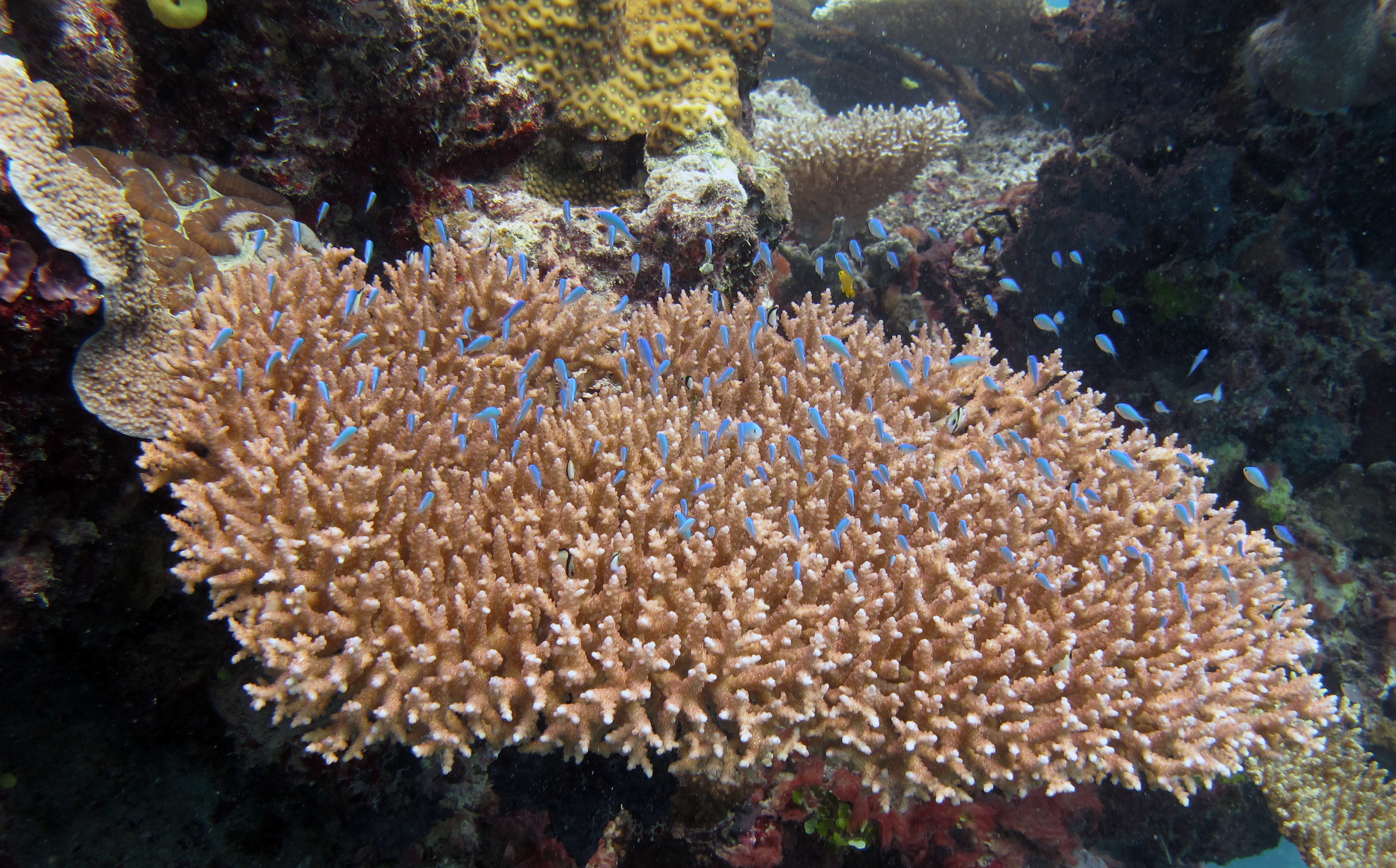 fish in acropora.jpg