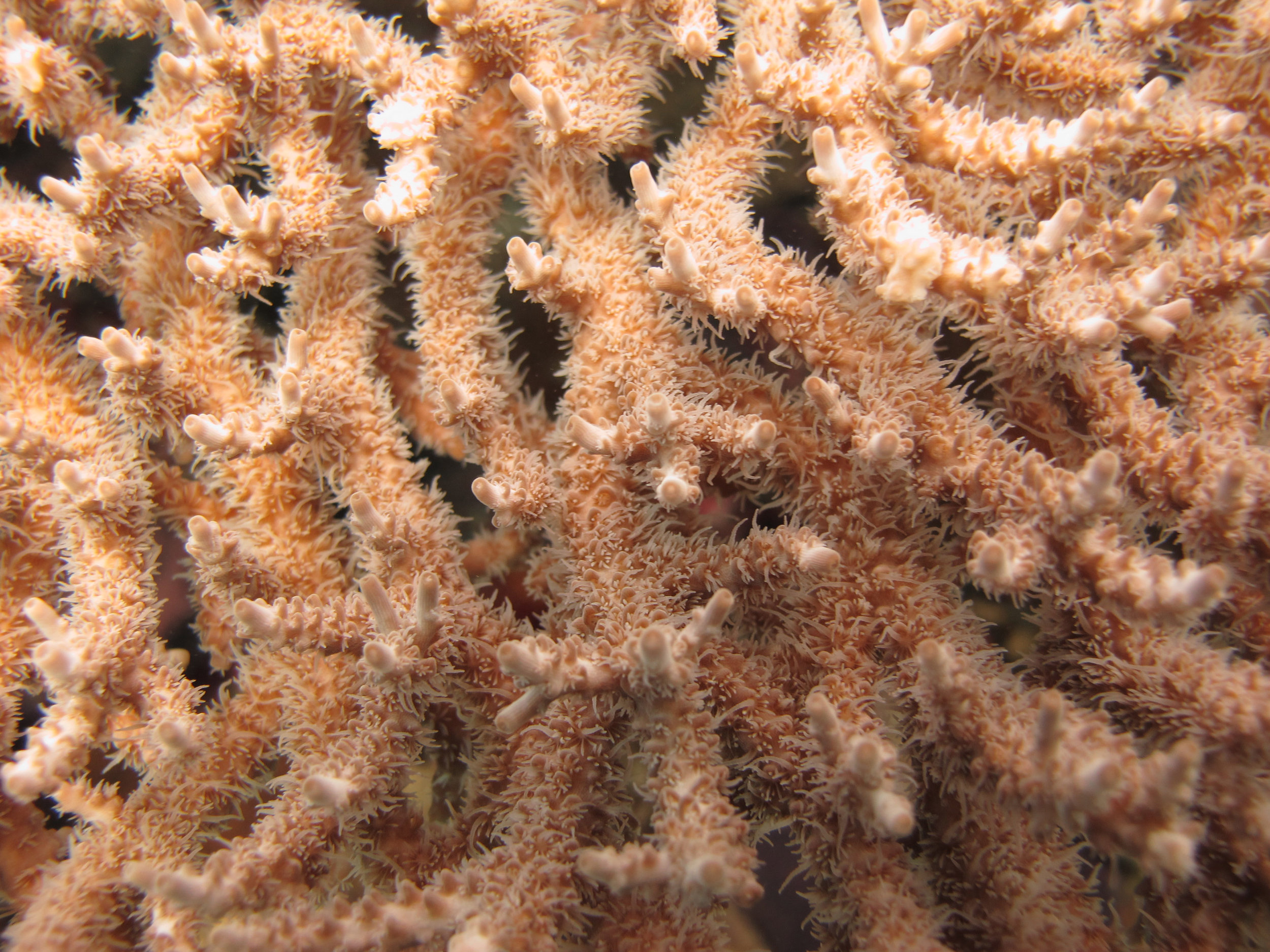 awesome acropora shot.jpg