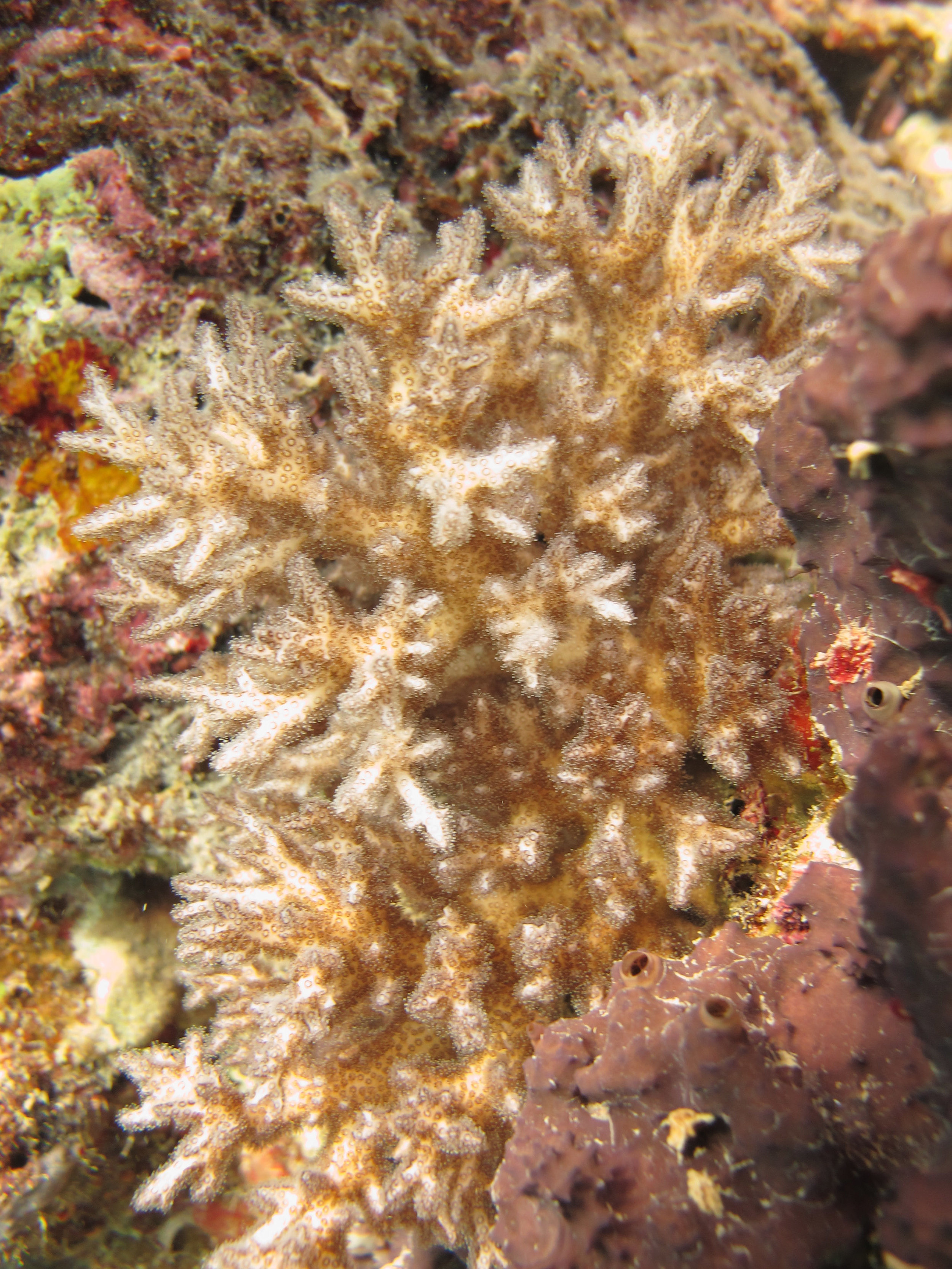 Pocillopora damicornis.jpg