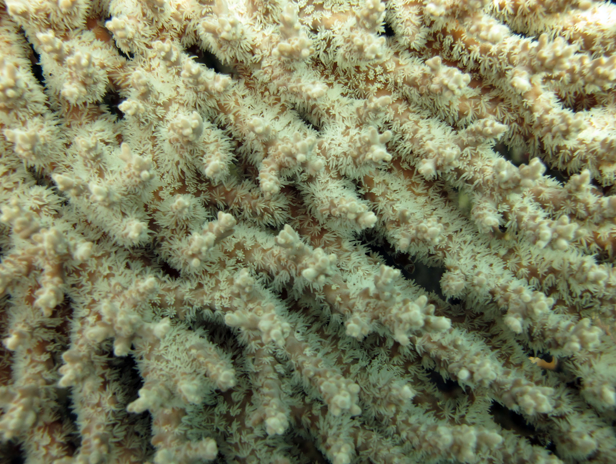 acropora polyps 2.jpg