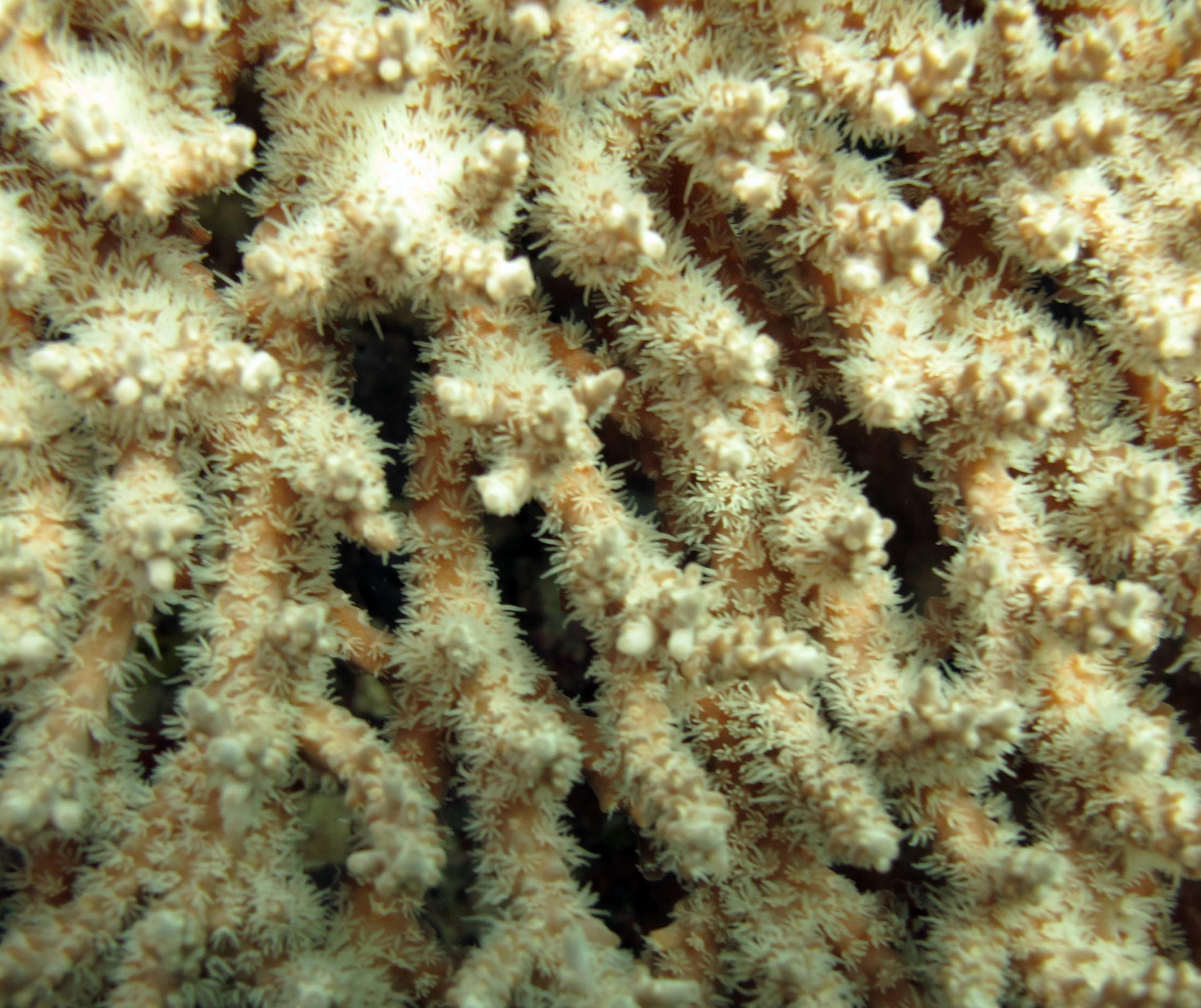 acropora polyps.jpg