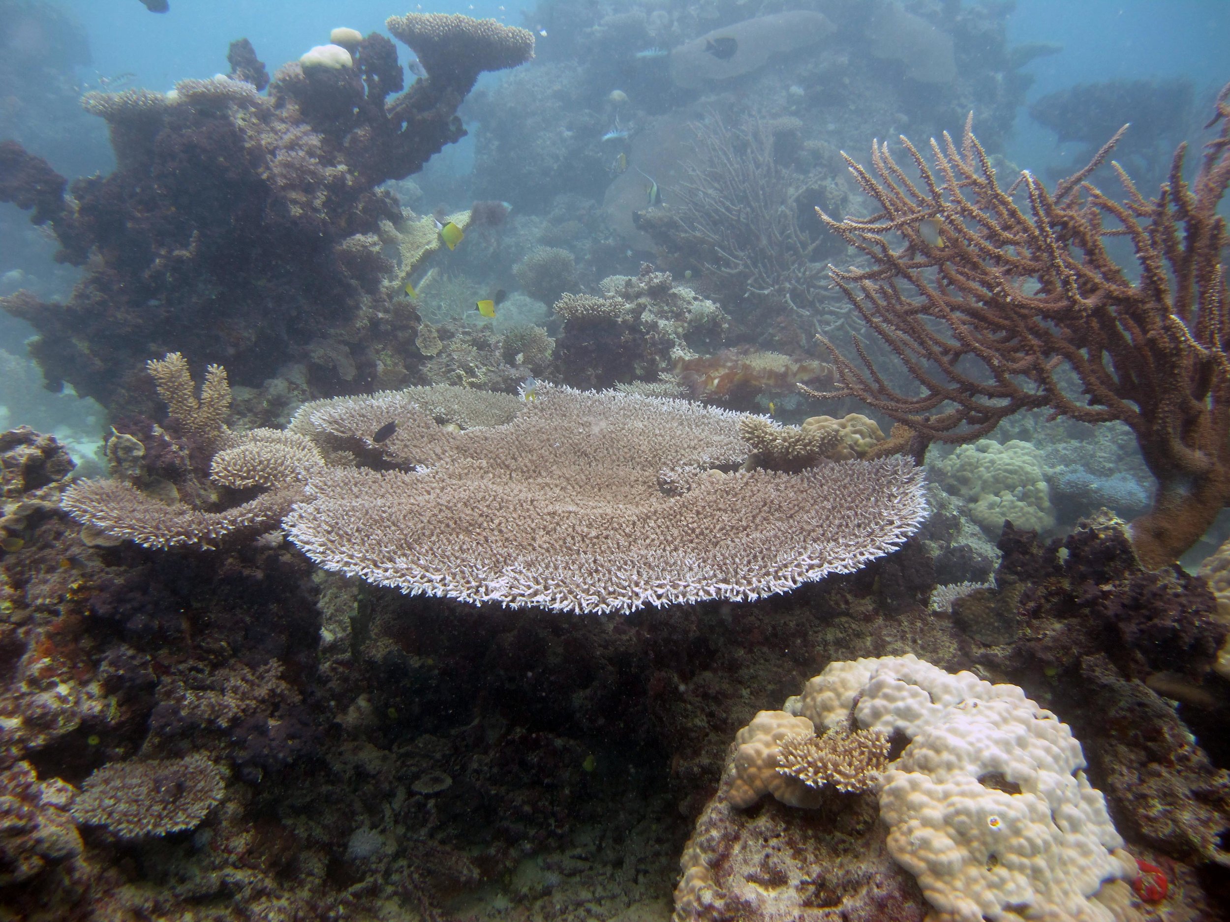 FJML21 lagoon dive.jpg