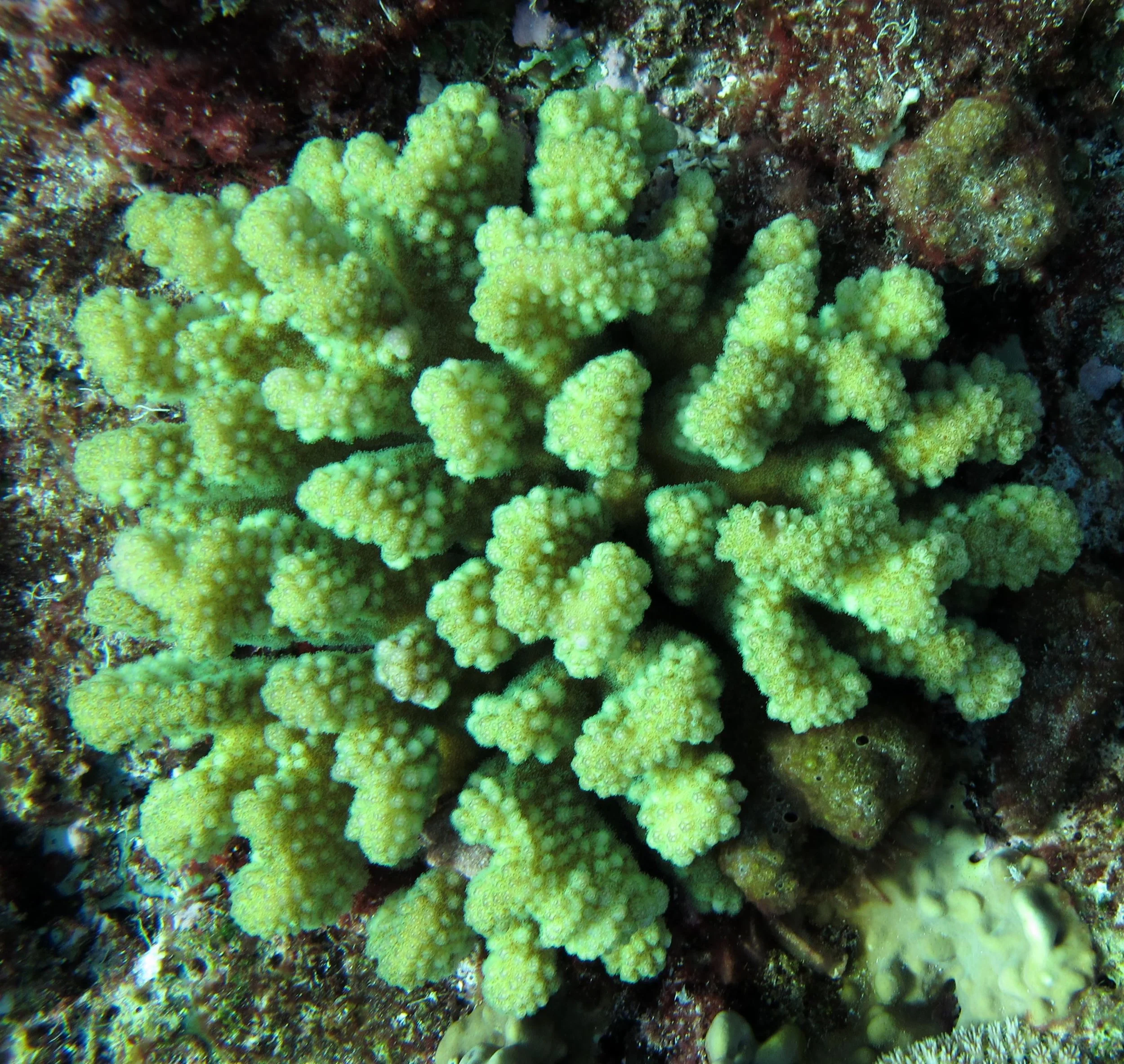 fluorescent PV.jpg