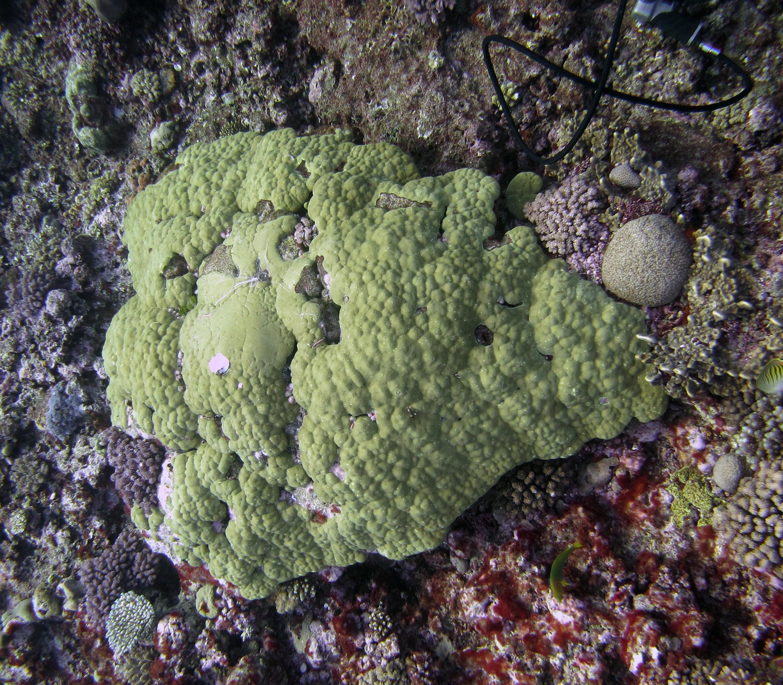 massive porites.jpg