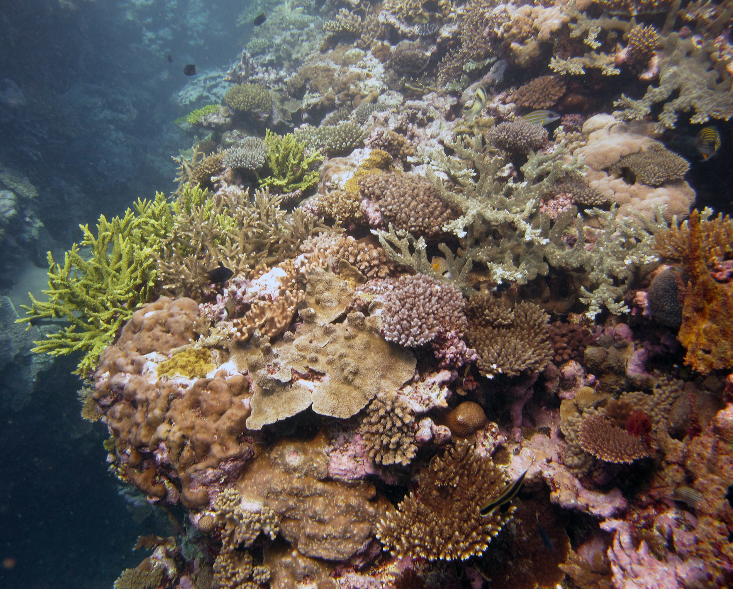 coral everywhere.jpg