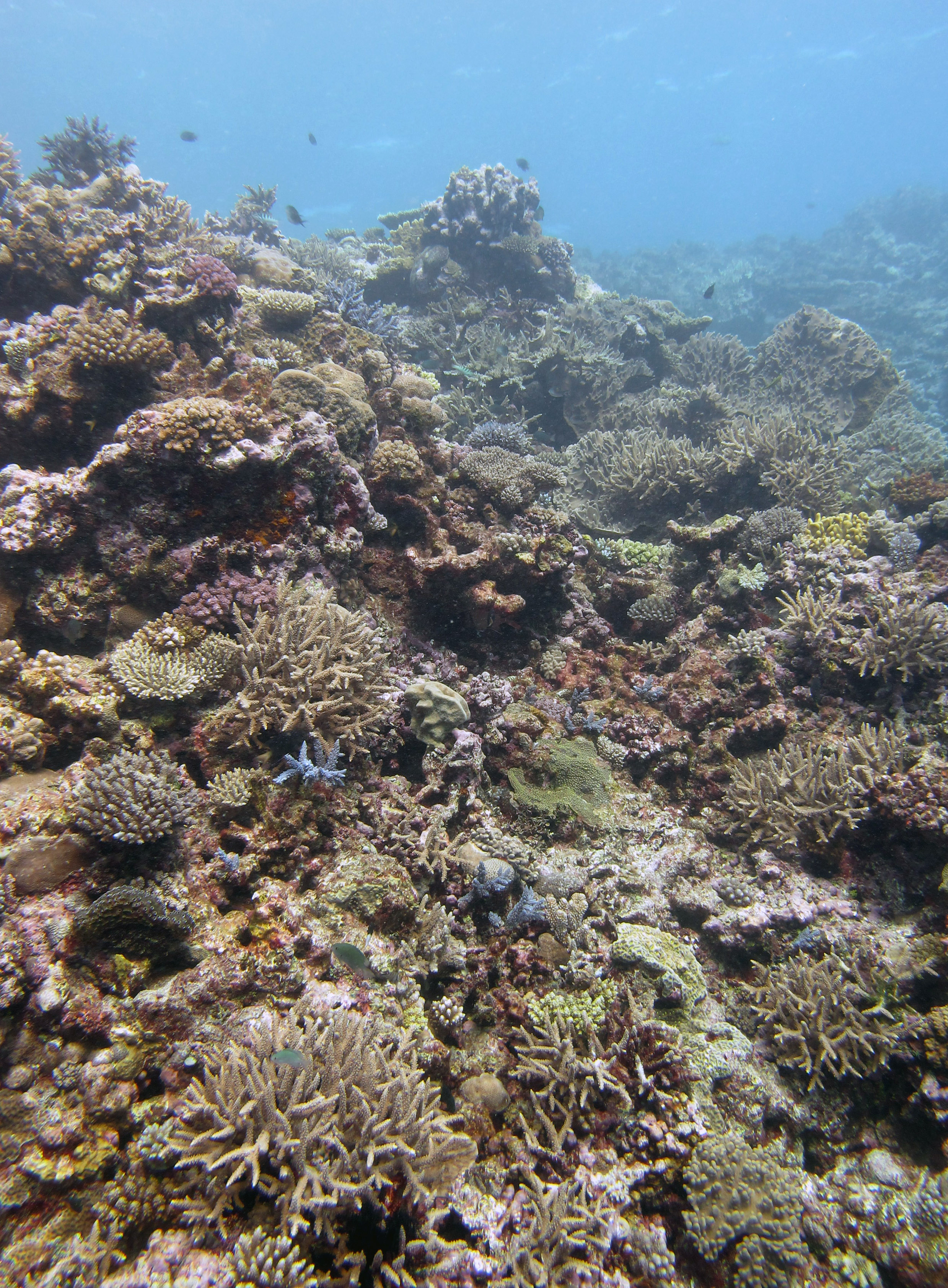 first dive at Fulanga.jpg