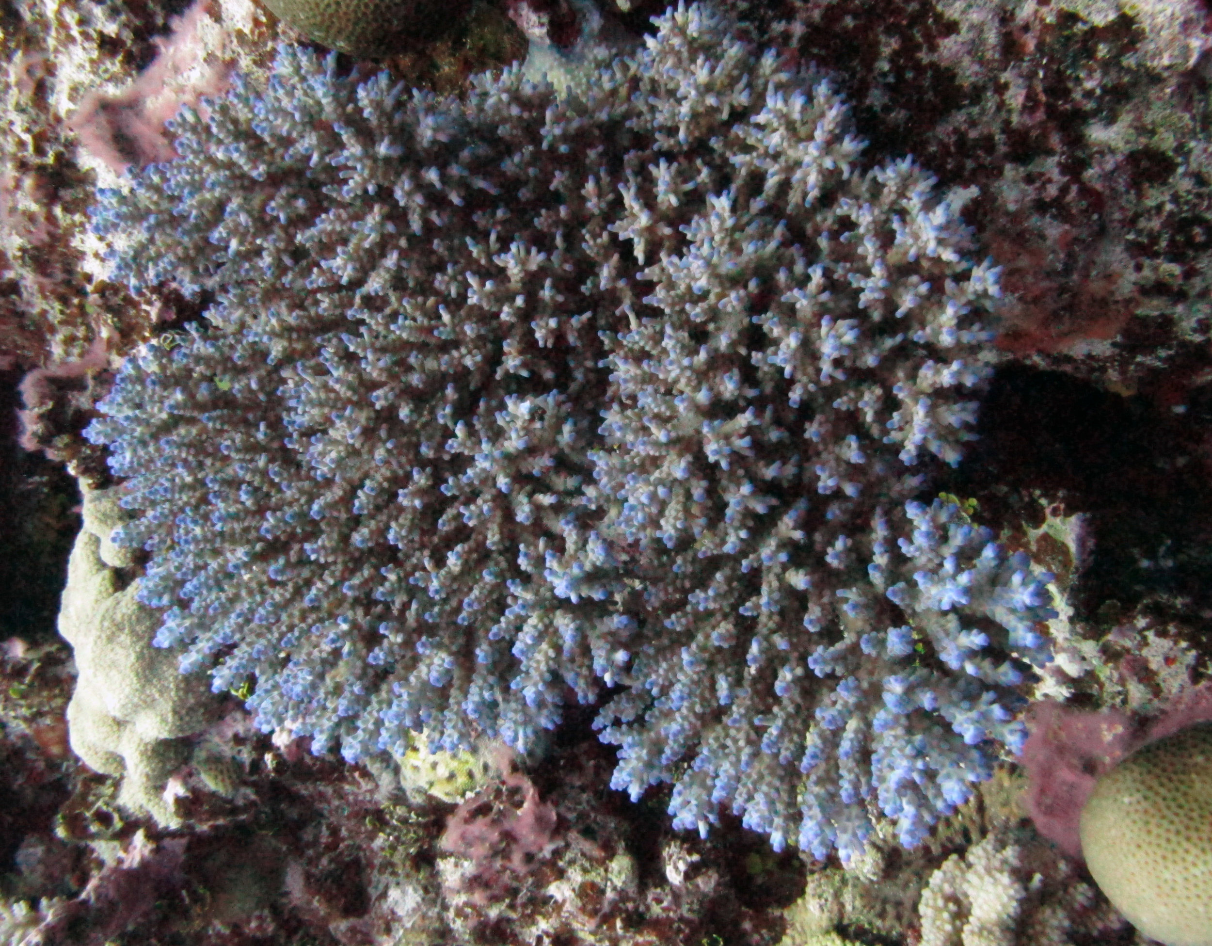 blue acropora.jpg