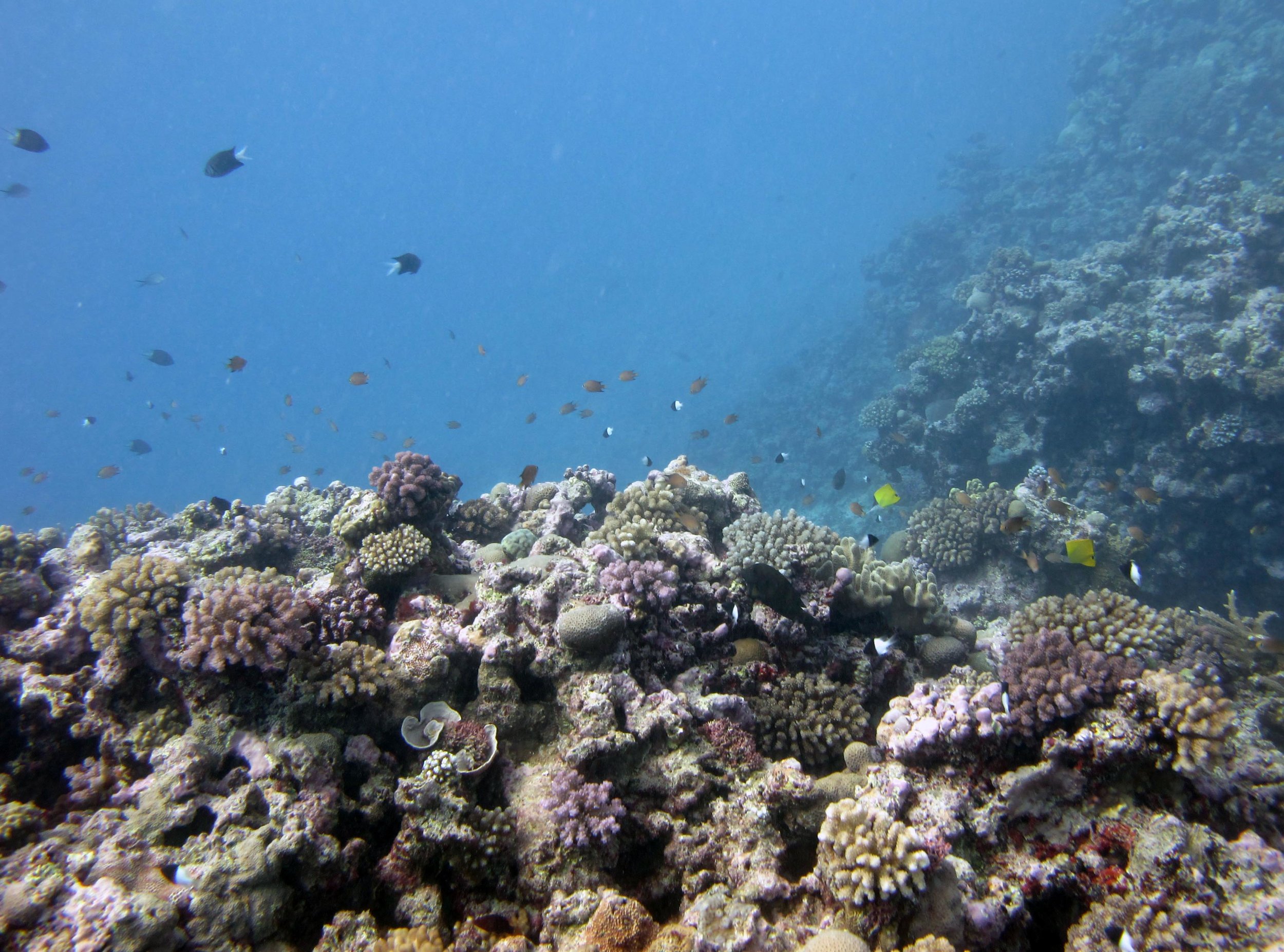 spur and groove reef.jpg