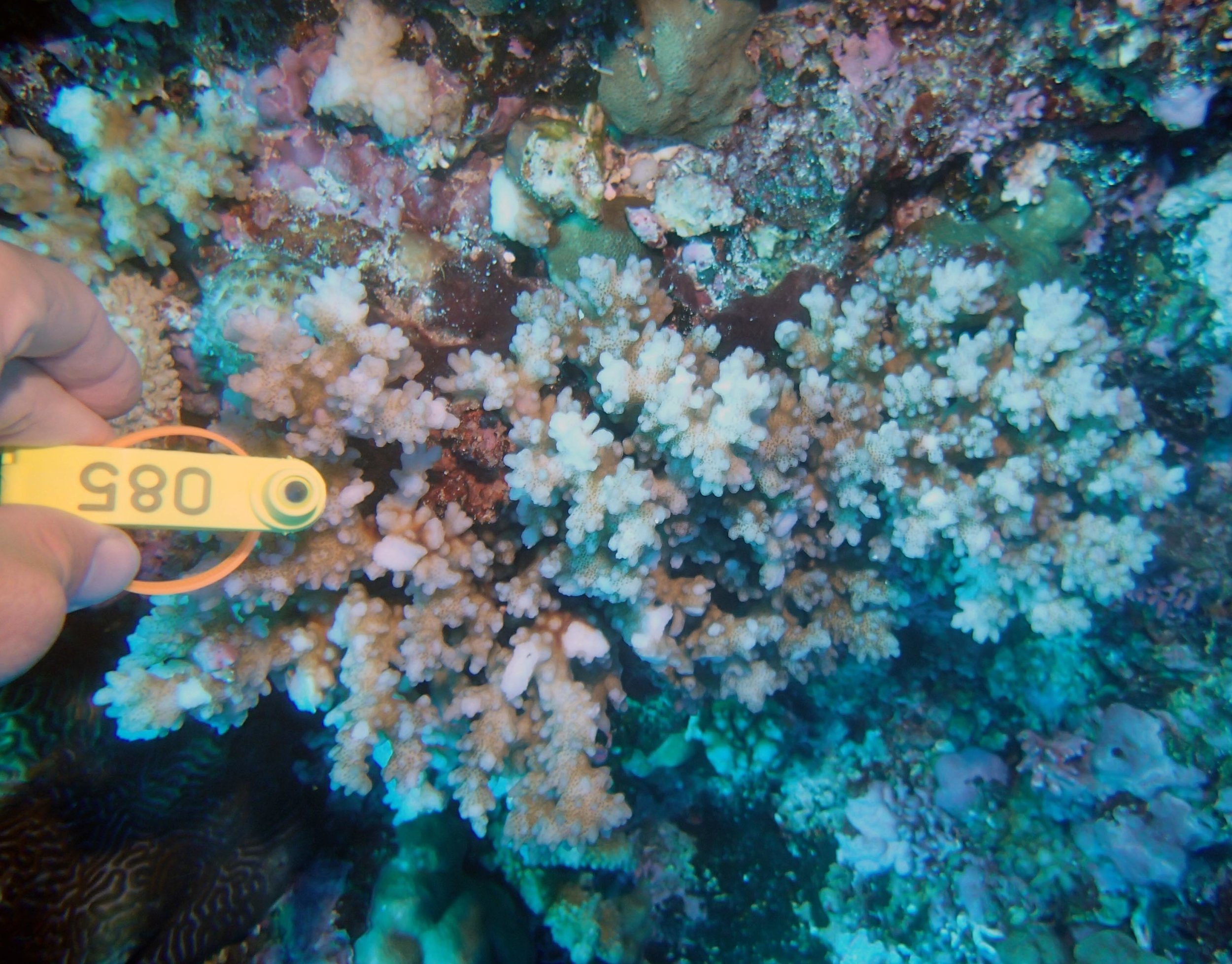 Colony 70 from FJVV35 ( Pocillopora verrucosa )-This sample was not analyzed in detail. Other colony data can be found here . 