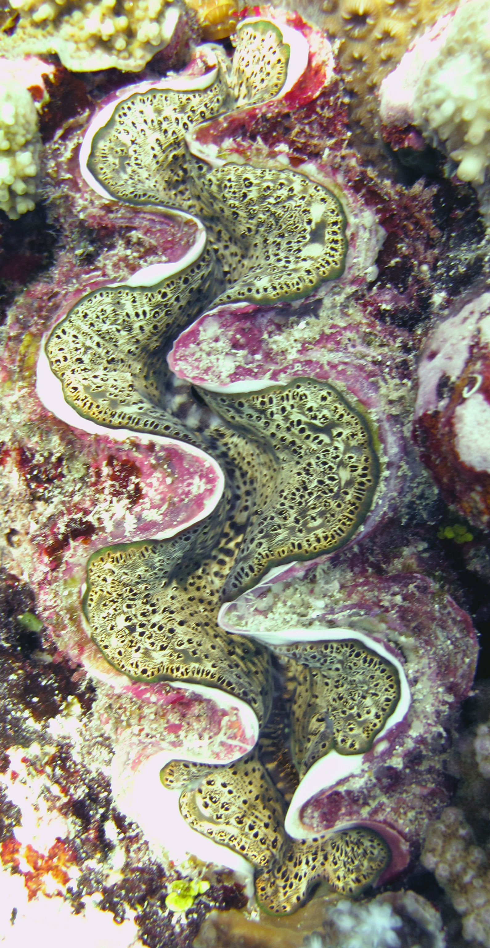 giant clam.jpg