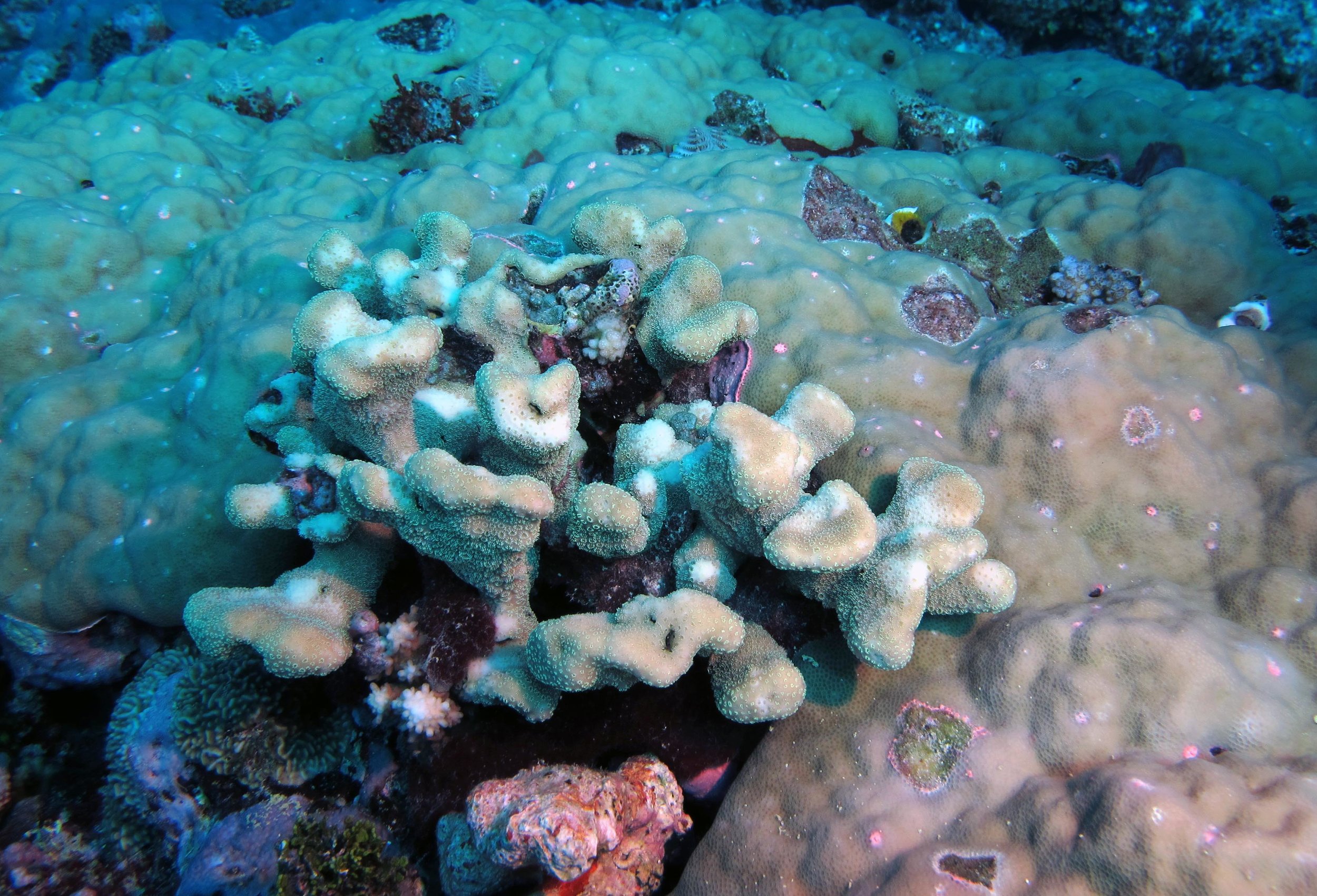 fluorescent corals.jpg