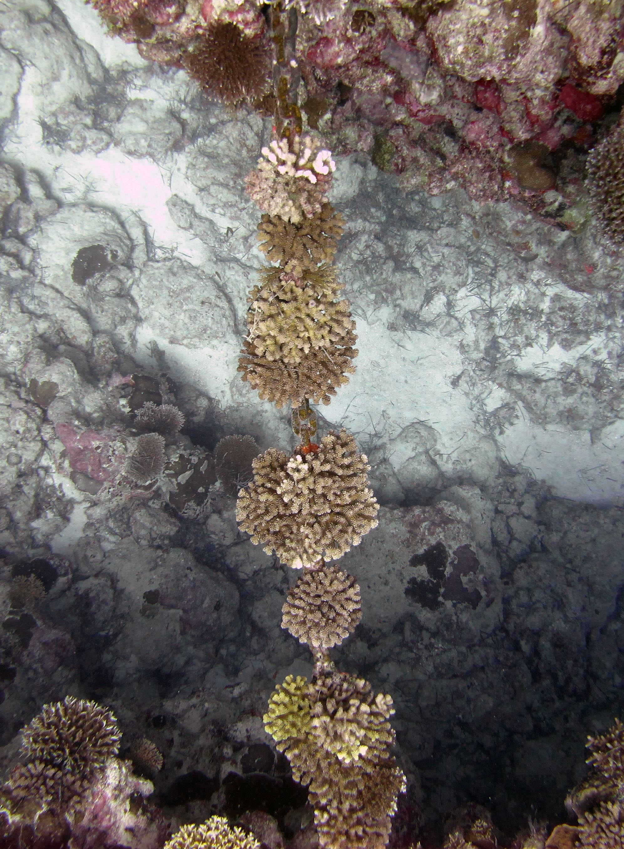 corals on anchor chain.jpg