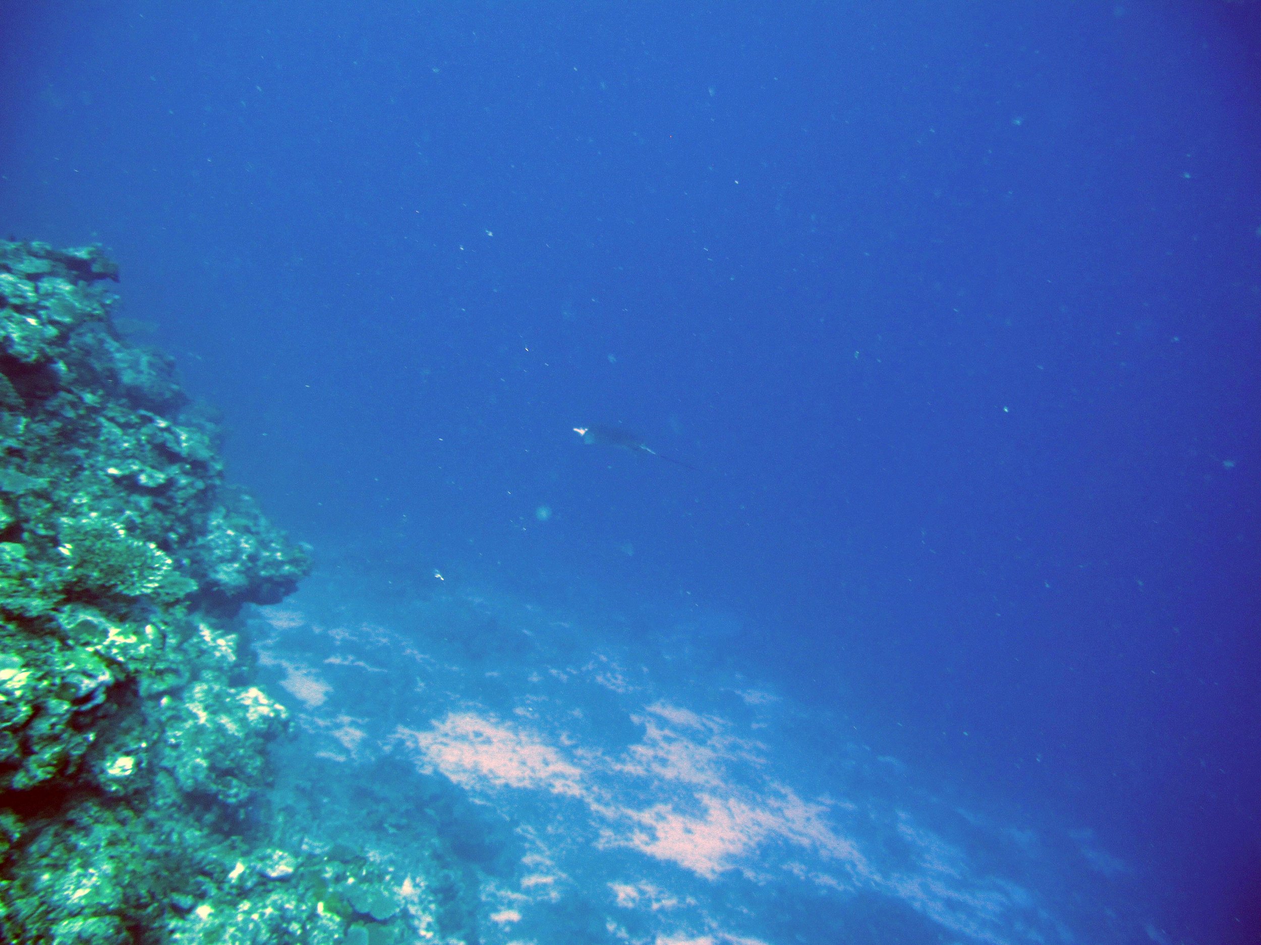 spotted eagle ray.jpg