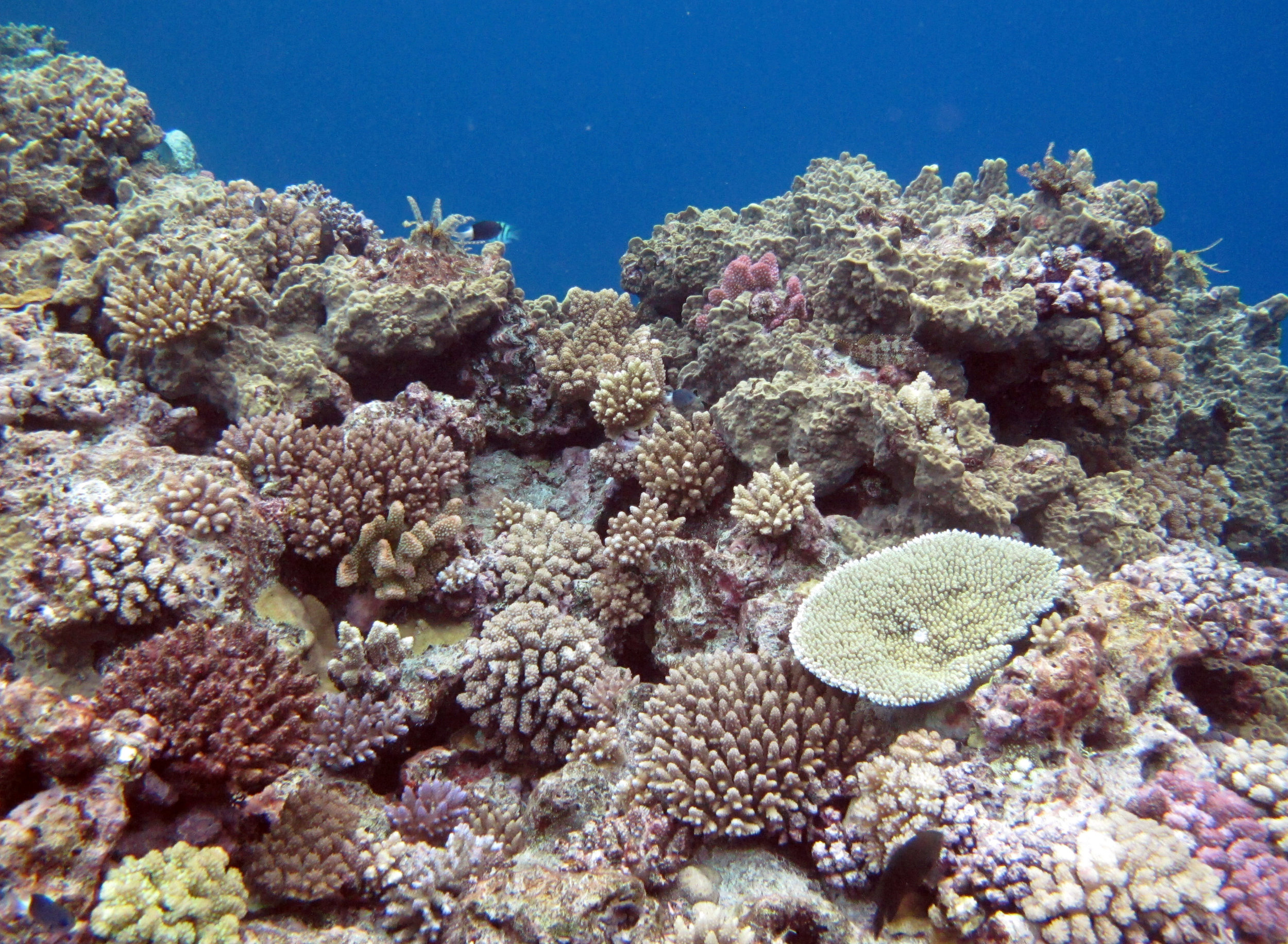 corals everywhere.jpg