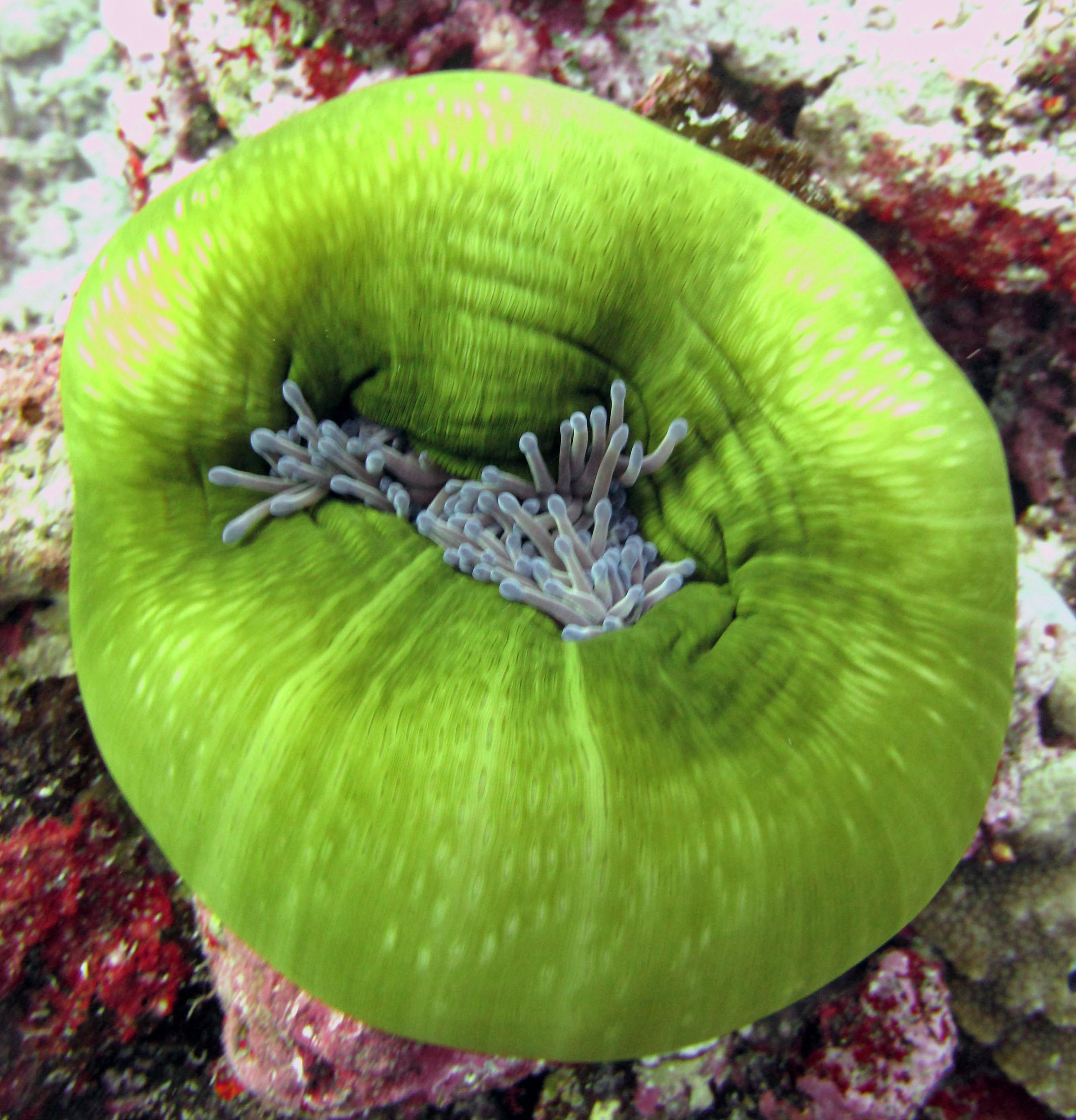 shy anemone.jpg