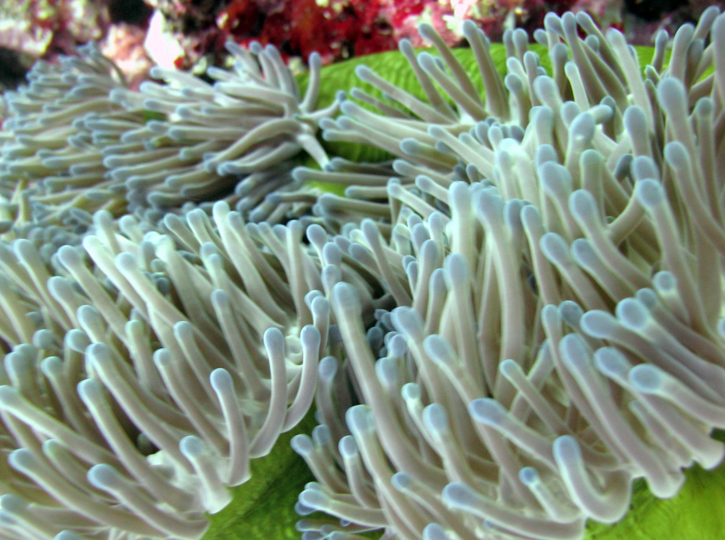 great anemone shot.jpg