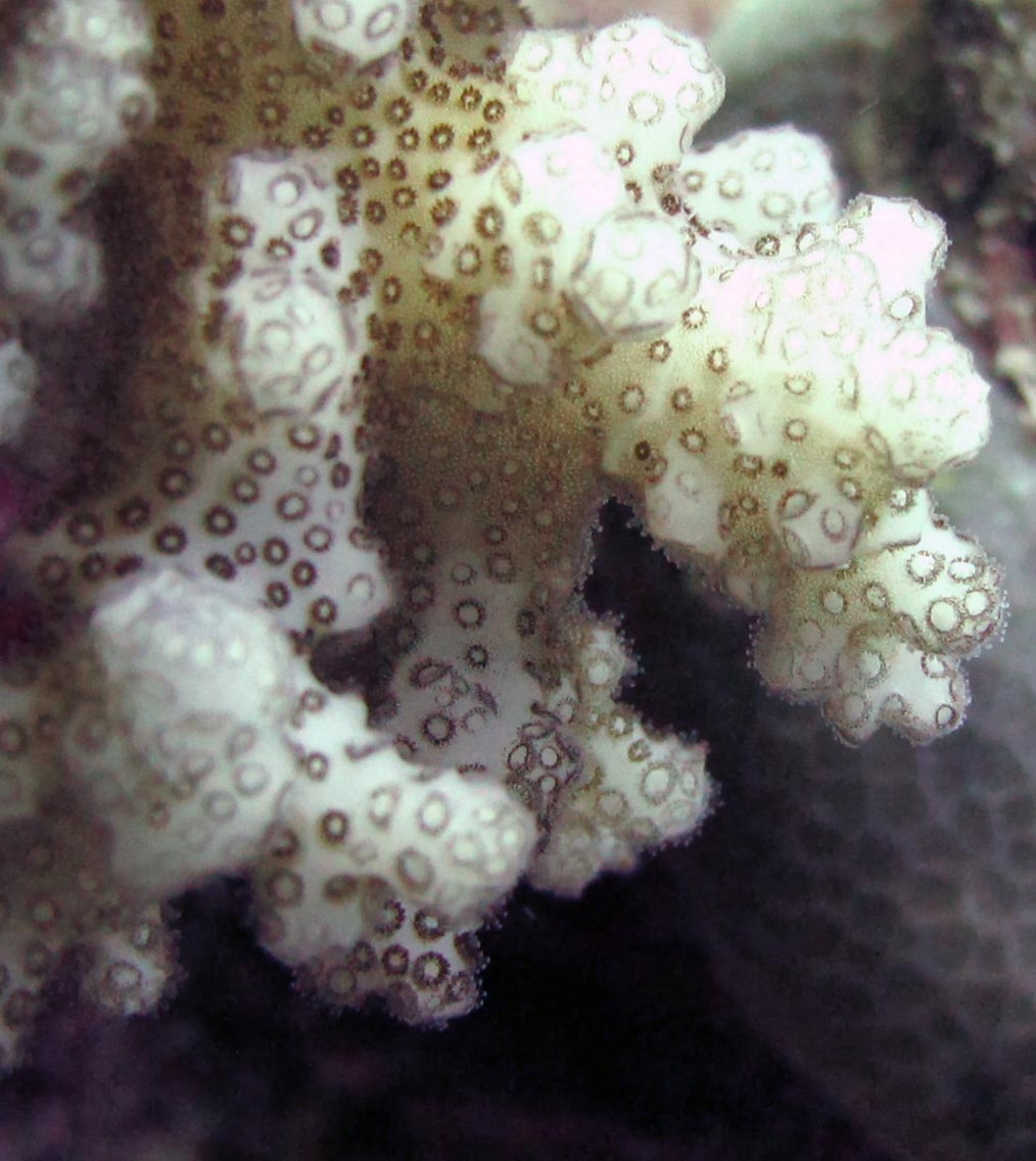 pocillopora macro.jpg