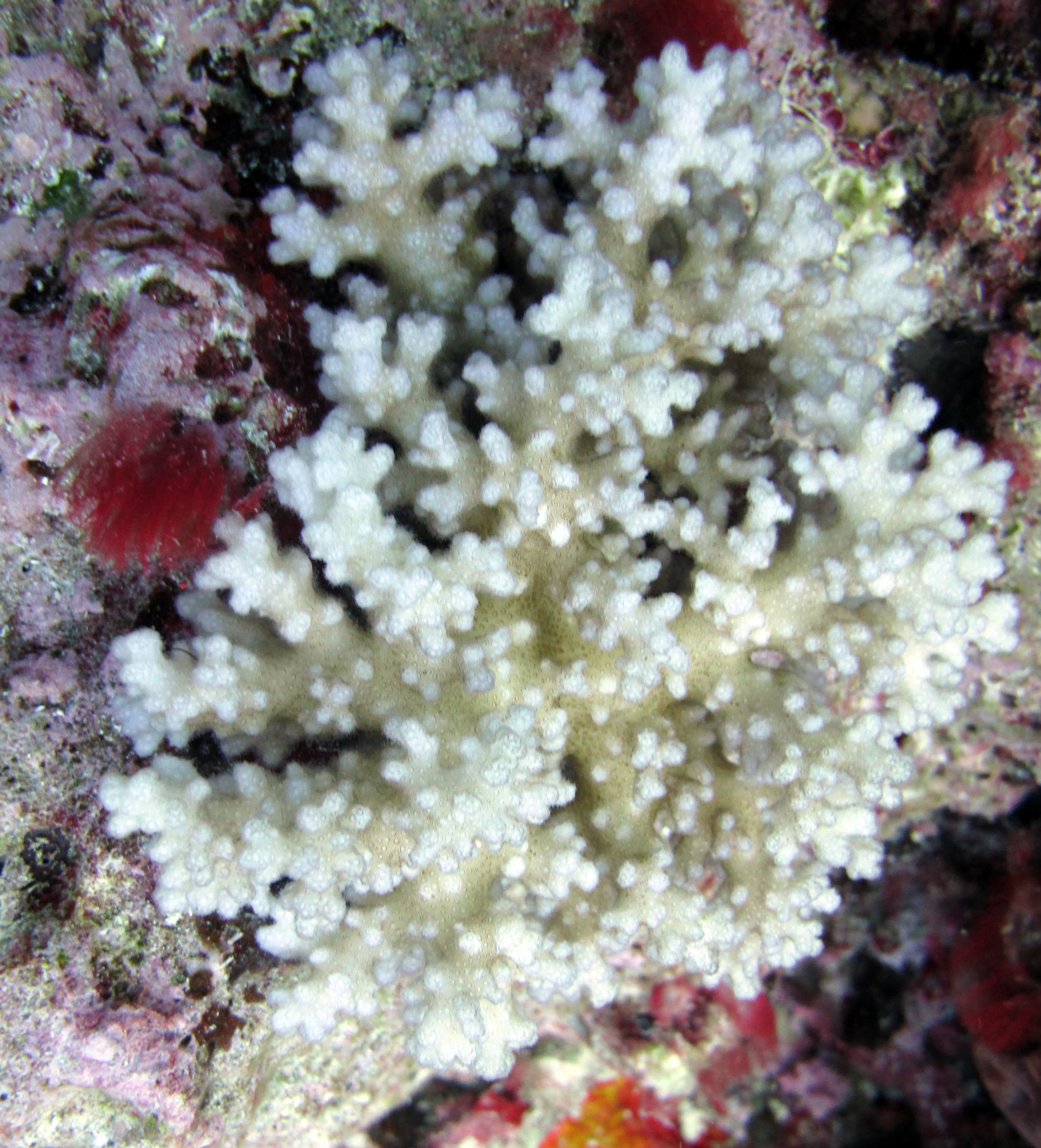 bleached pocilloporid.jpg