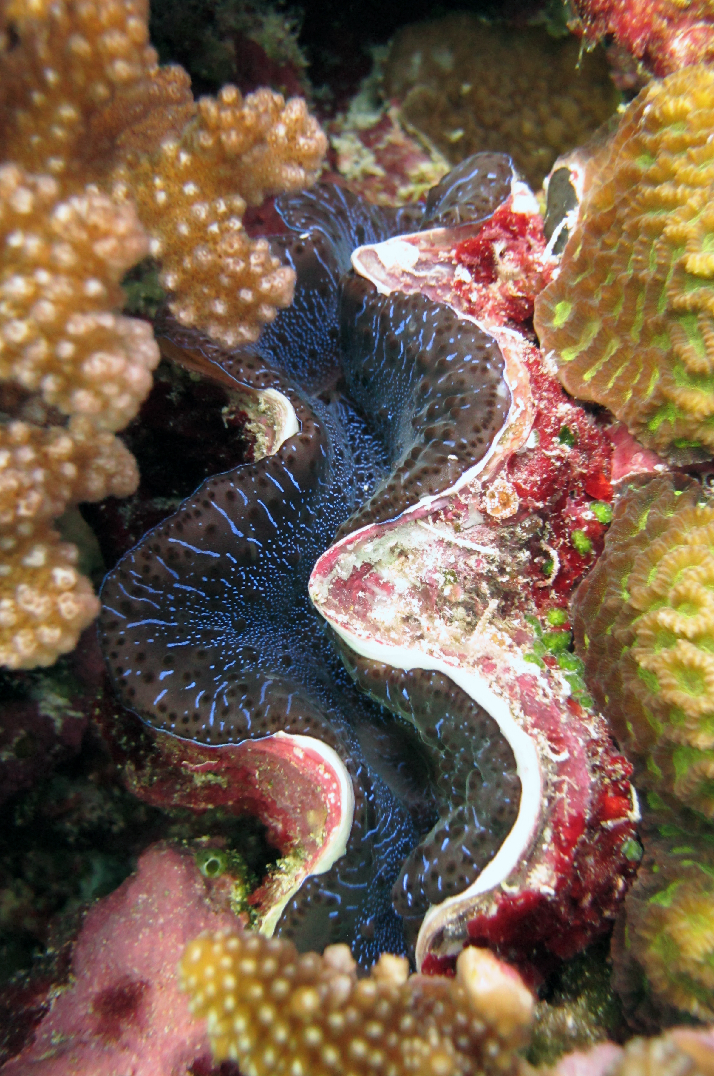 great giant clam shot.jpg