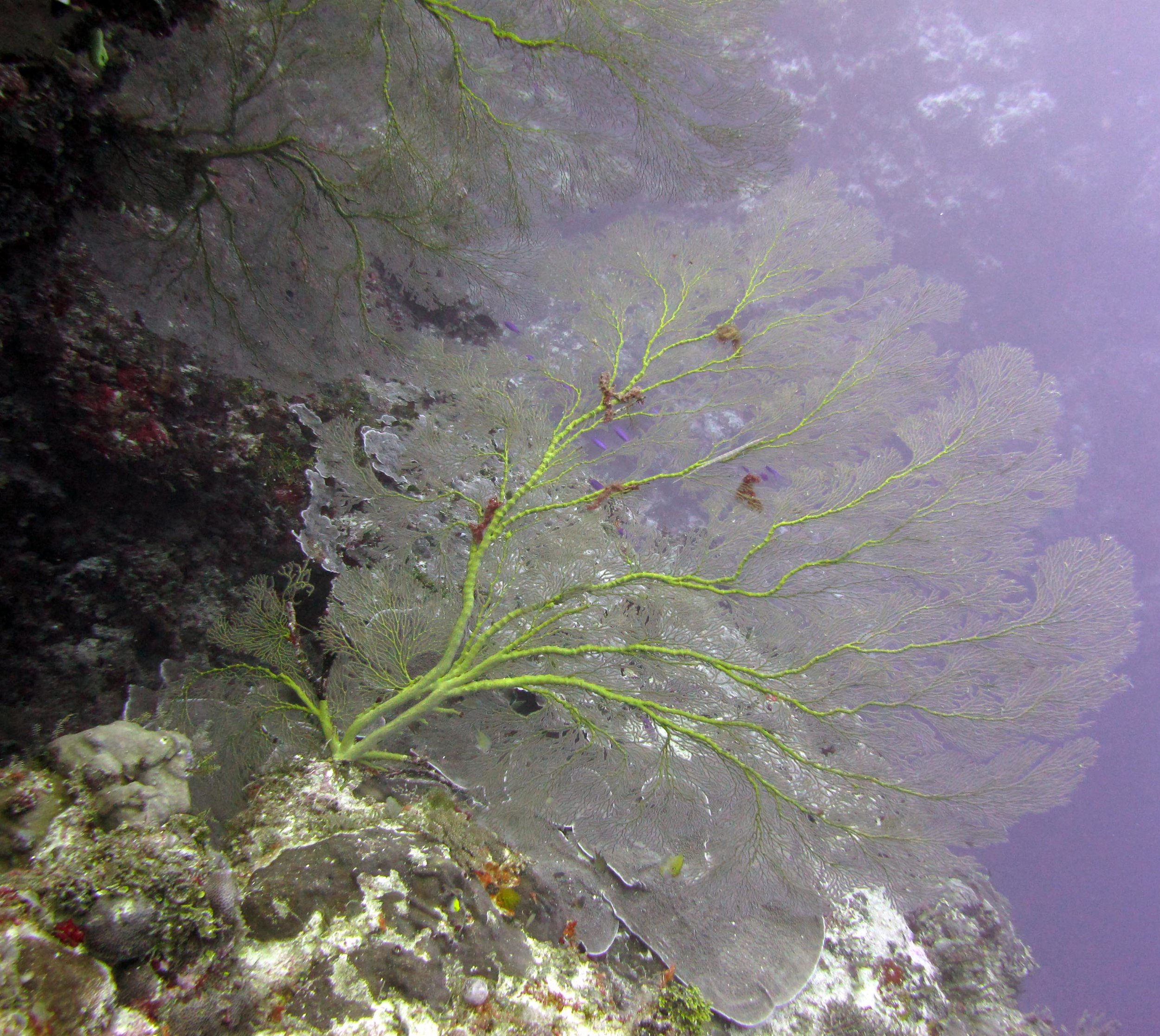gorgonians at 100 ft.jpg