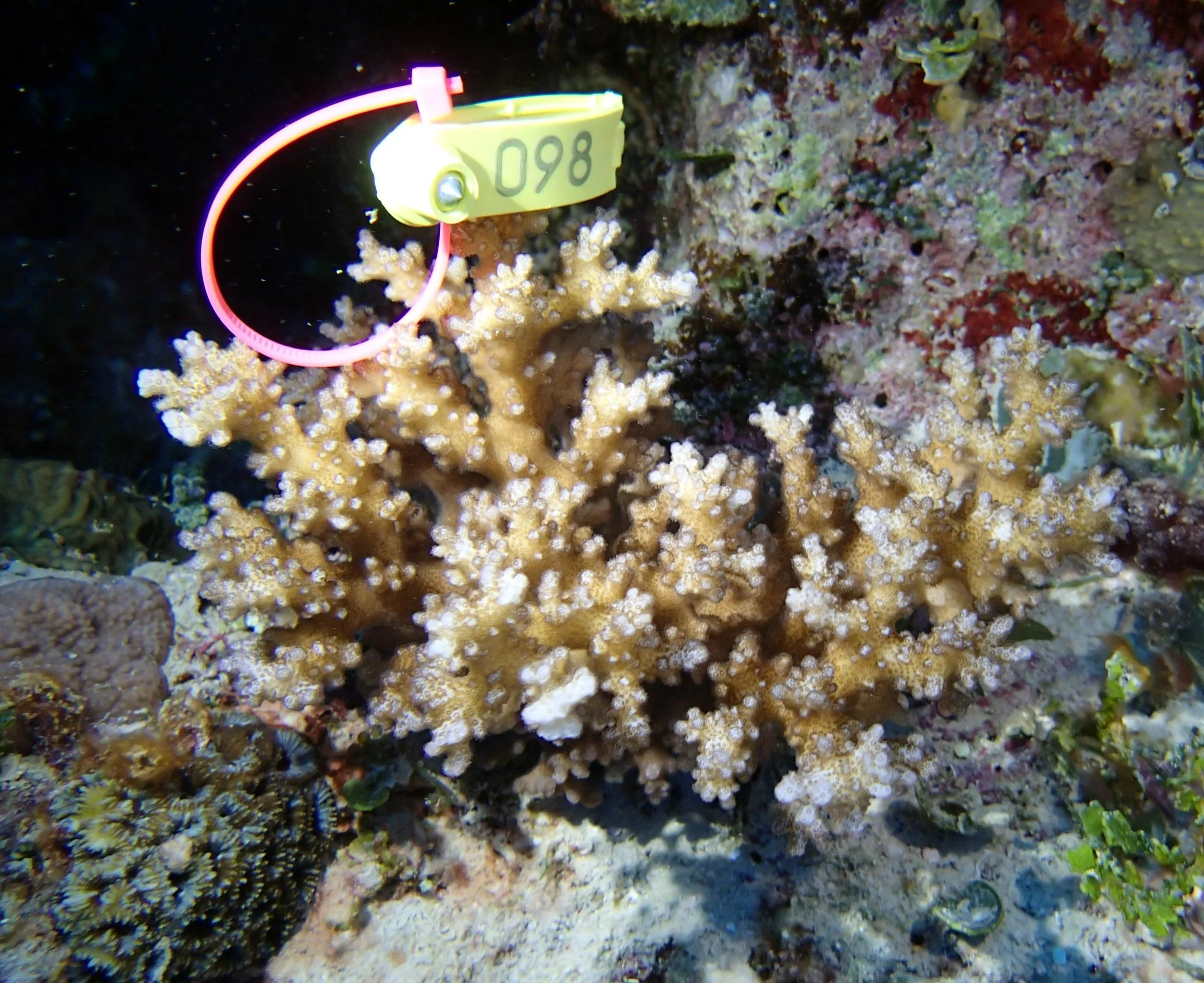 colony 87