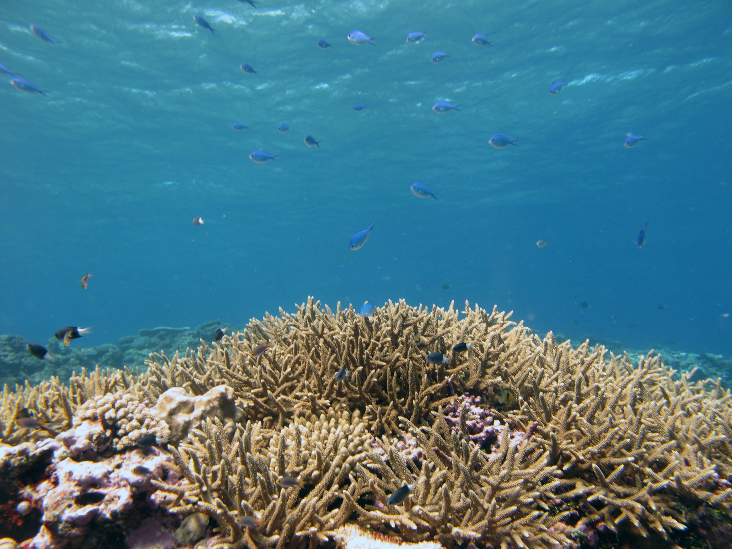 acropora mountain.jpg