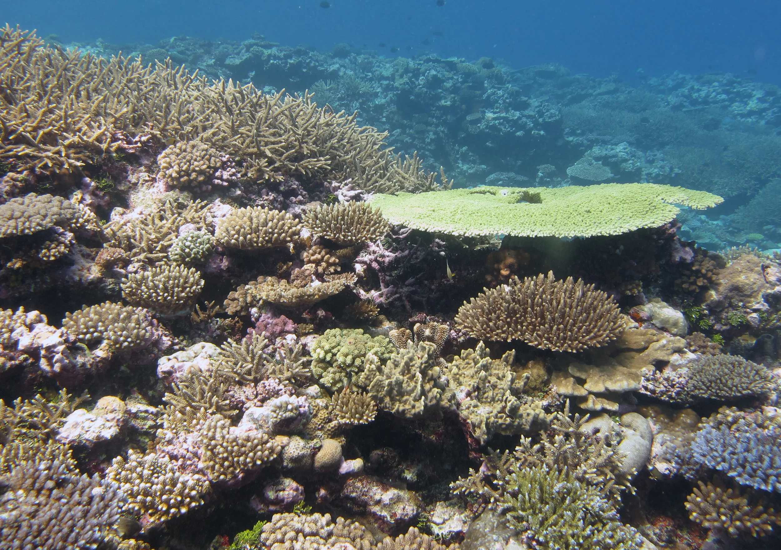 impressive coral cover.jpg