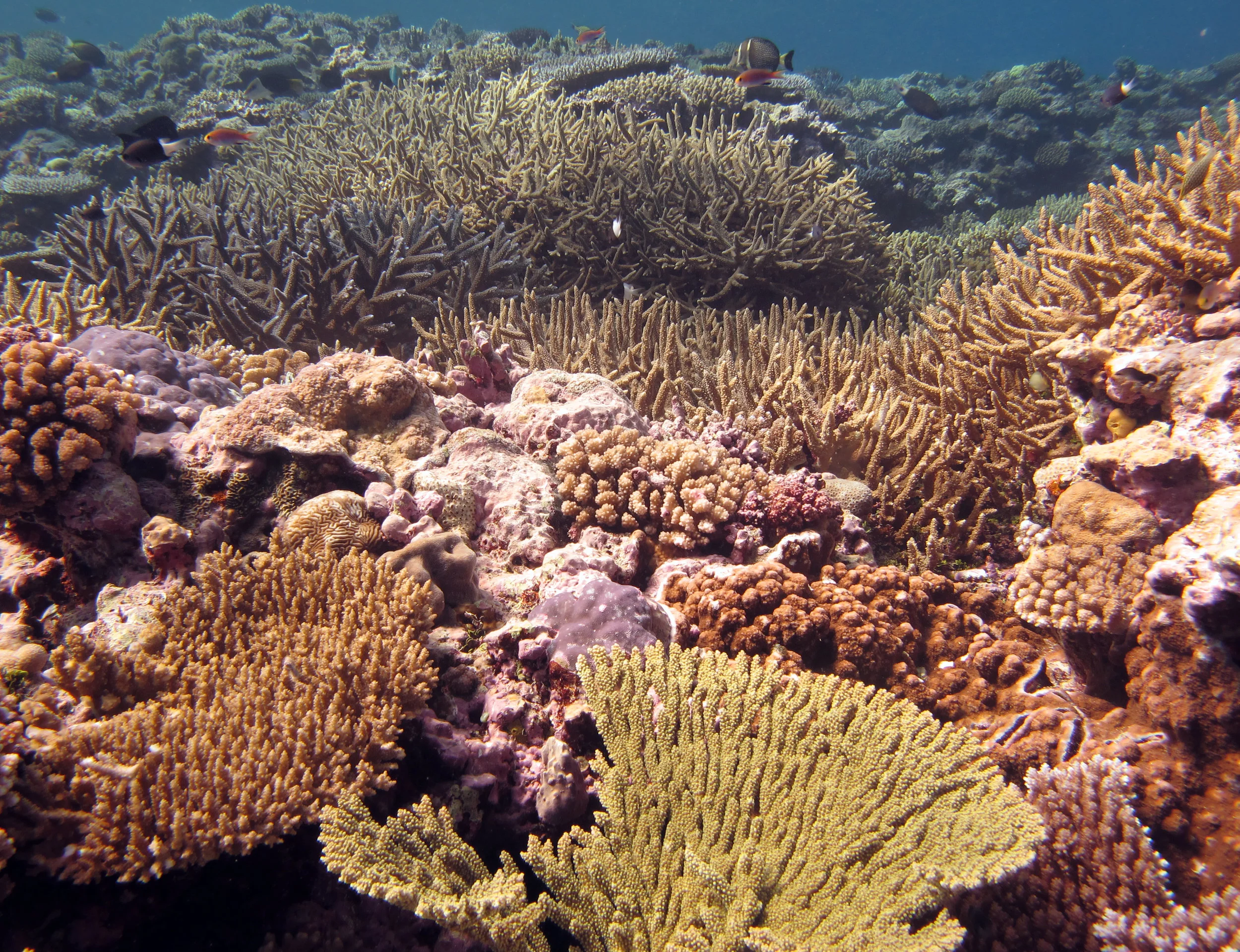 coral.jpg