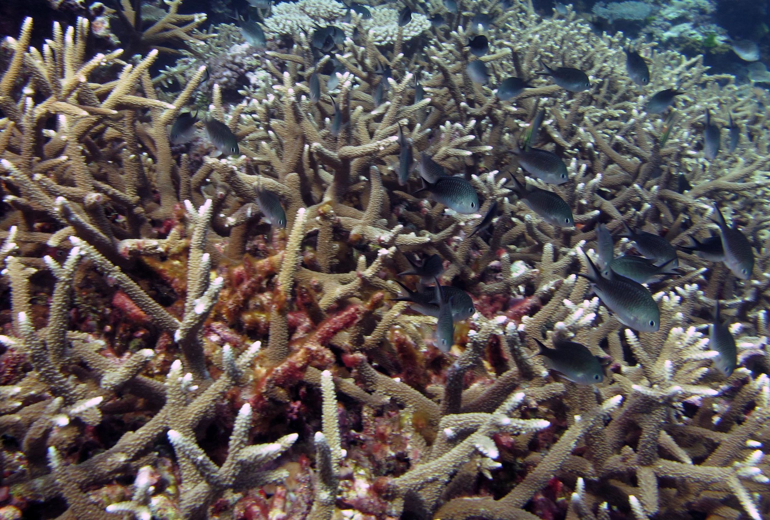 in the acropora forest.jpg
