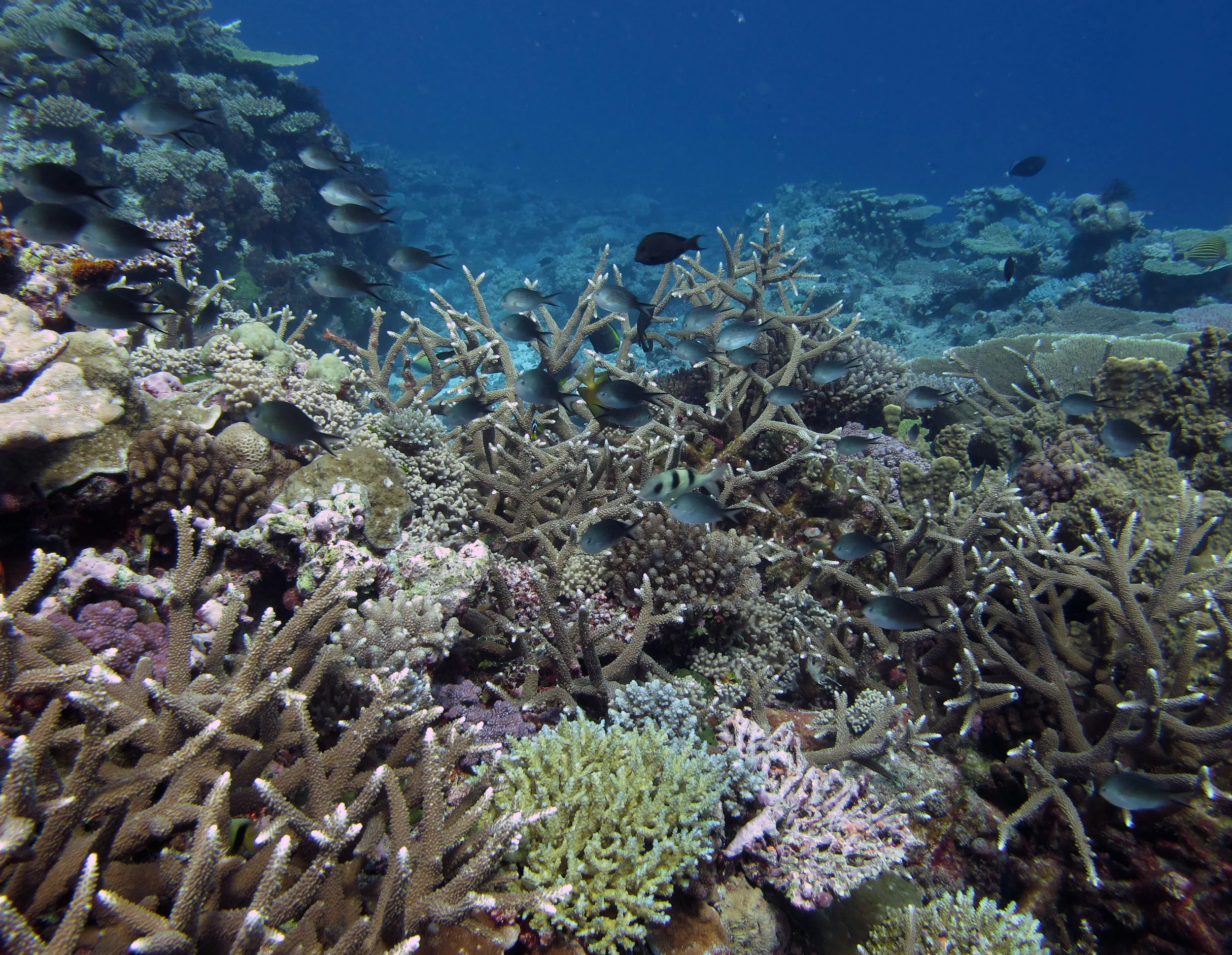 great acropora shot.jpg