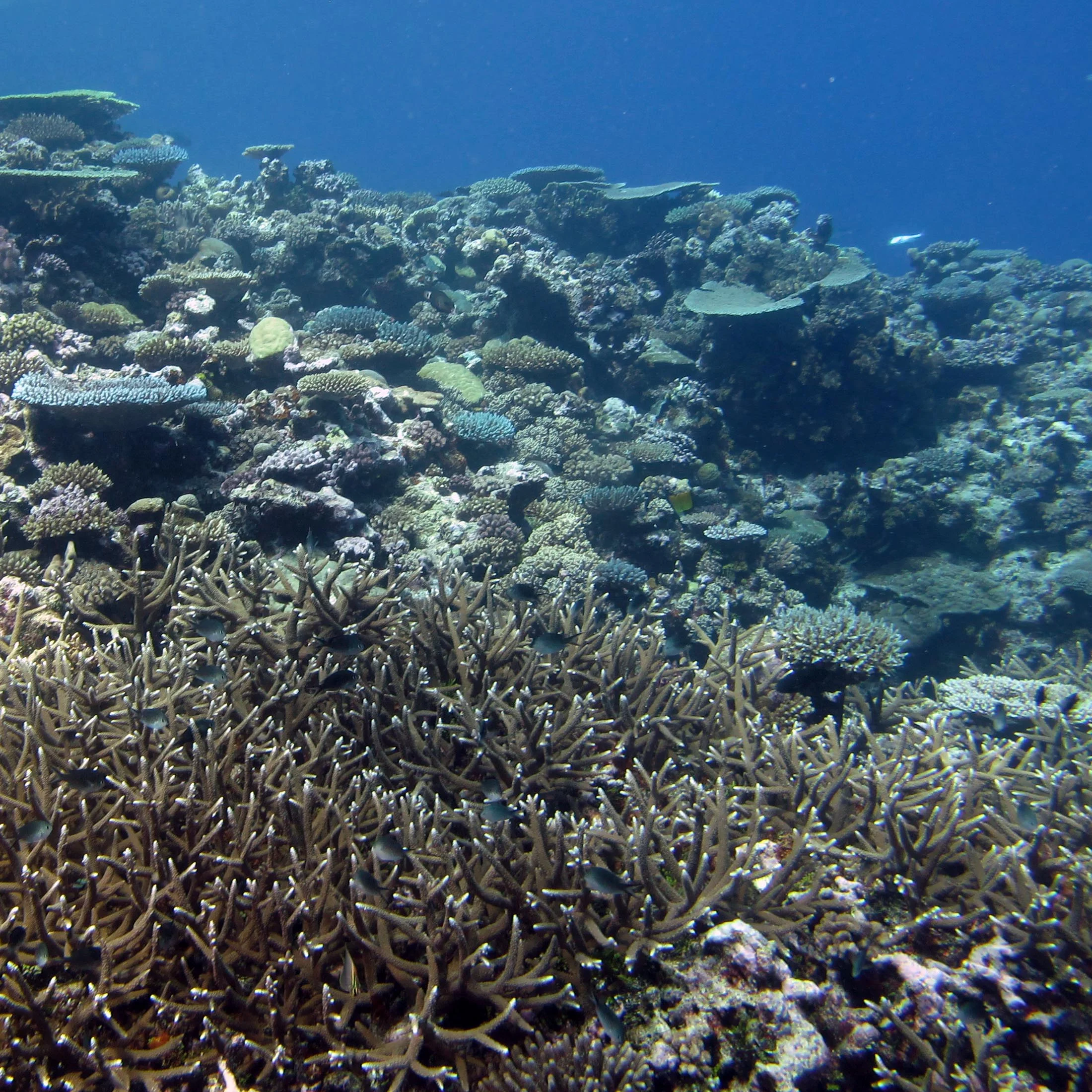 acropora meadow.jpg
