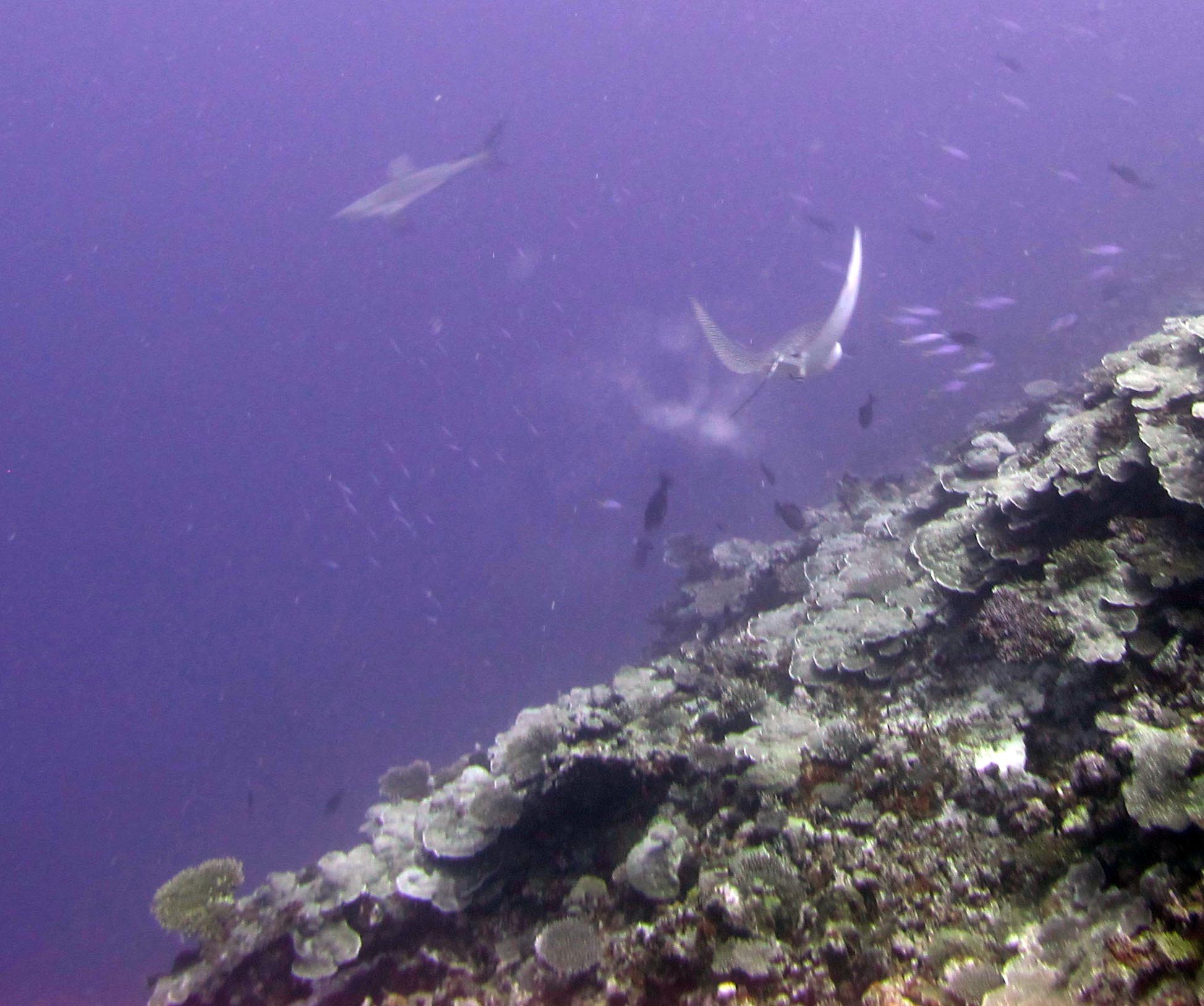 eagle ray and shark.jpg