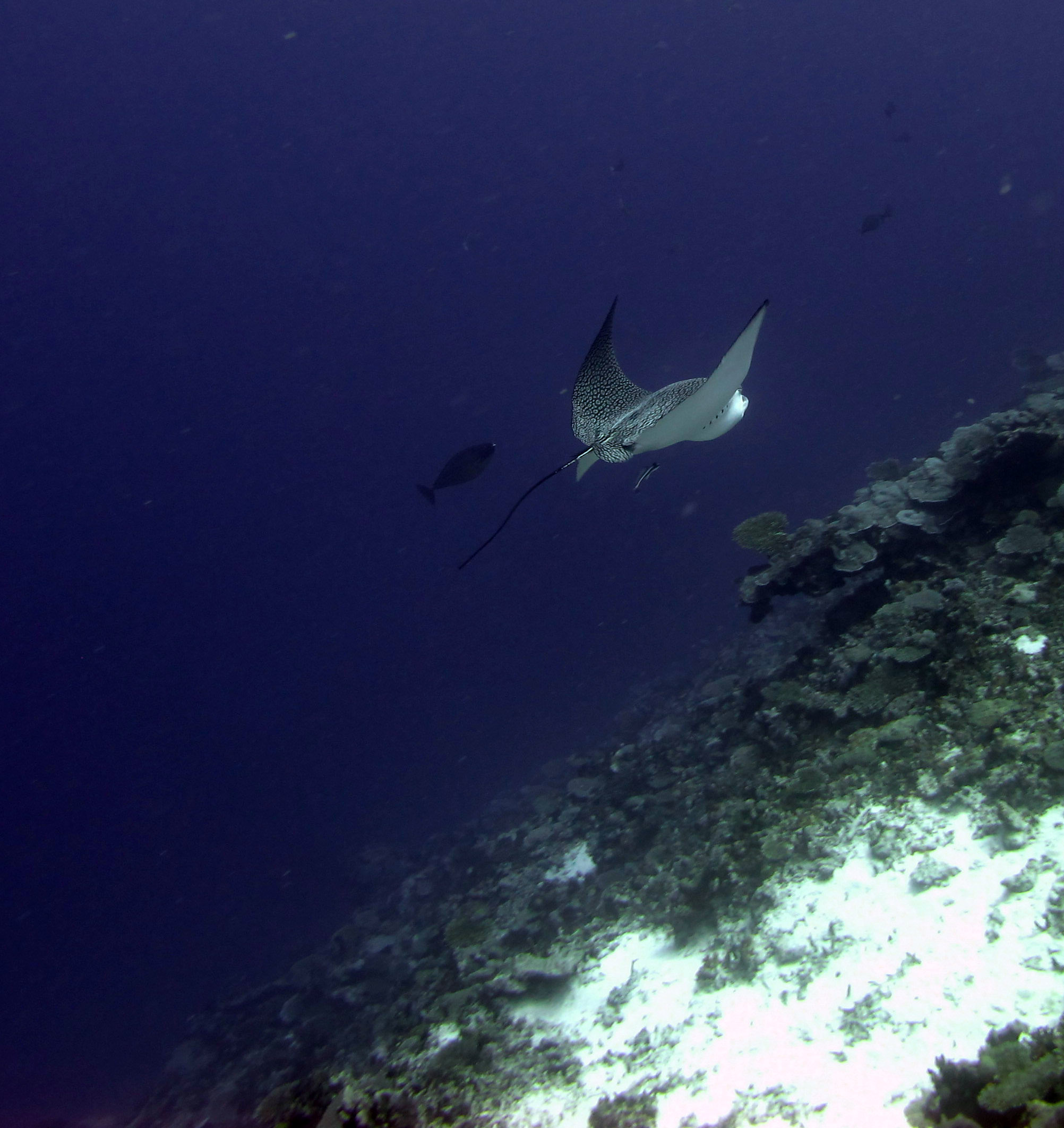 best eagle ray shot.jpg