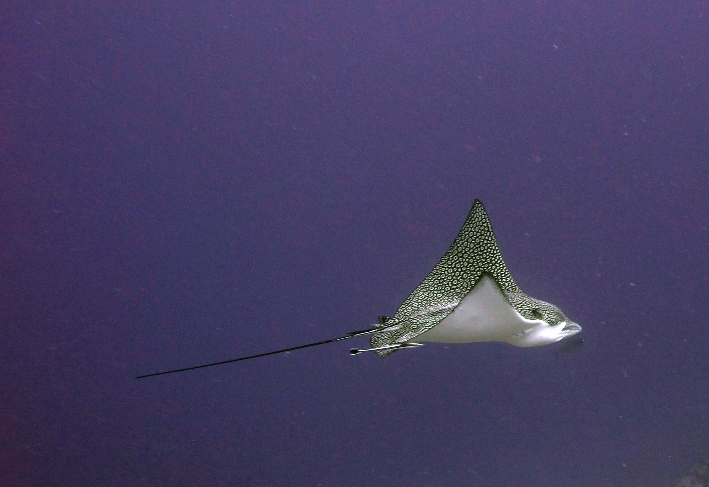 better eagle ray shot.jpg