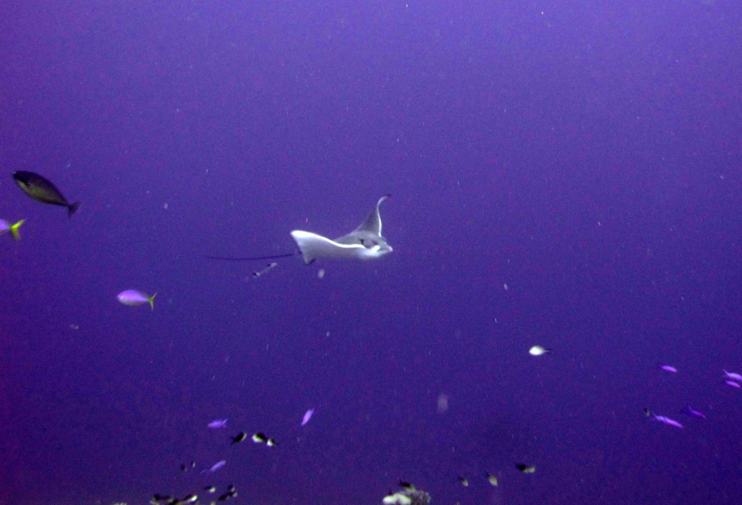 crappy spotted eagle ray shot.jpg