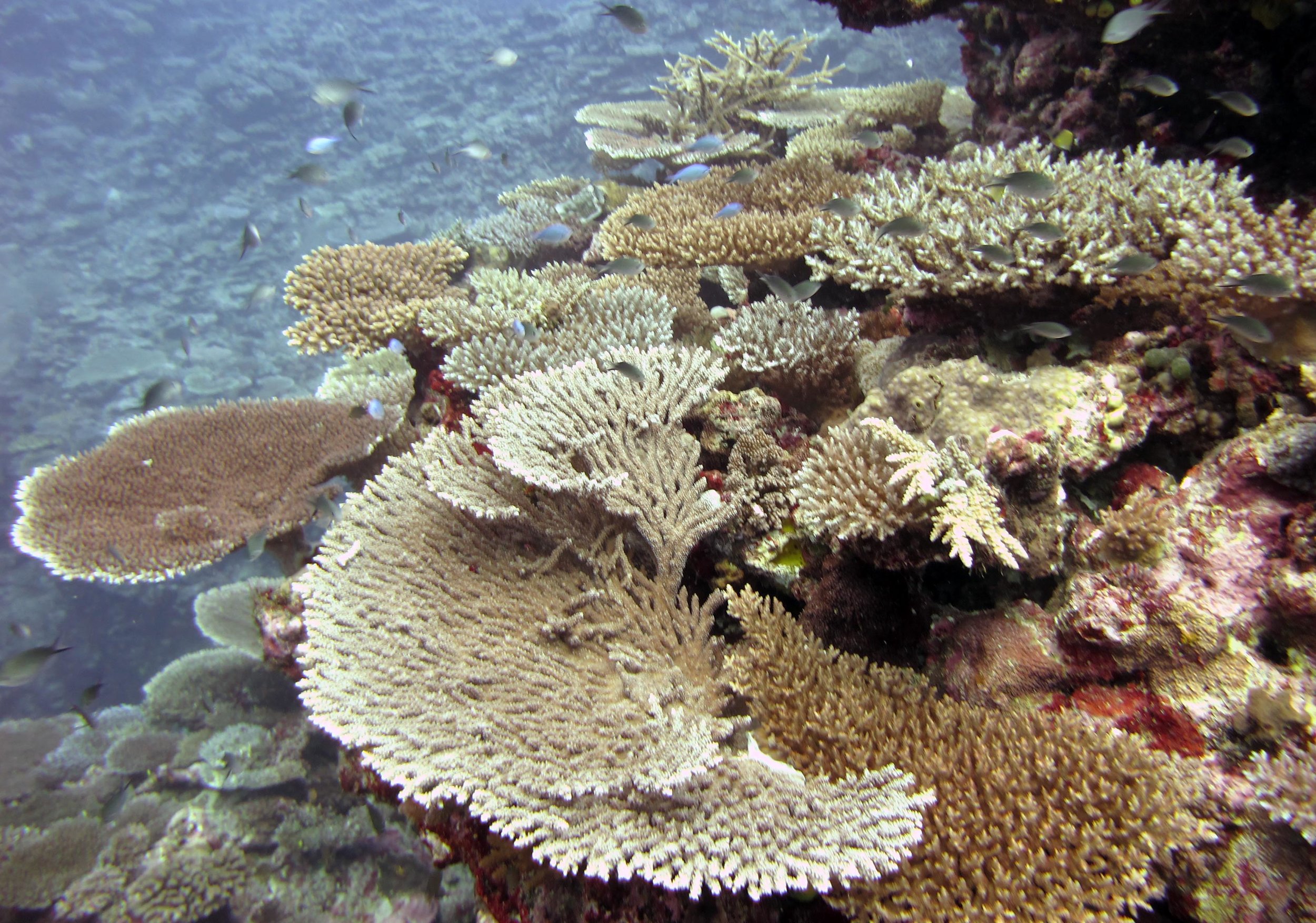 acropora garden.jpg