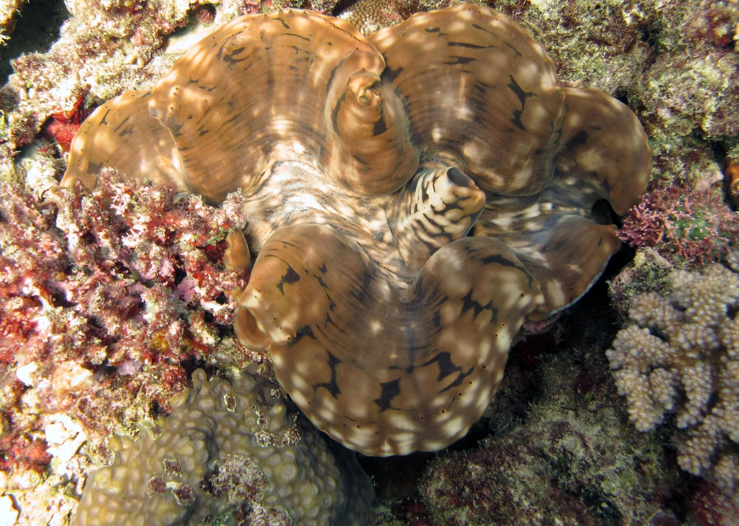 giant clam.jpg