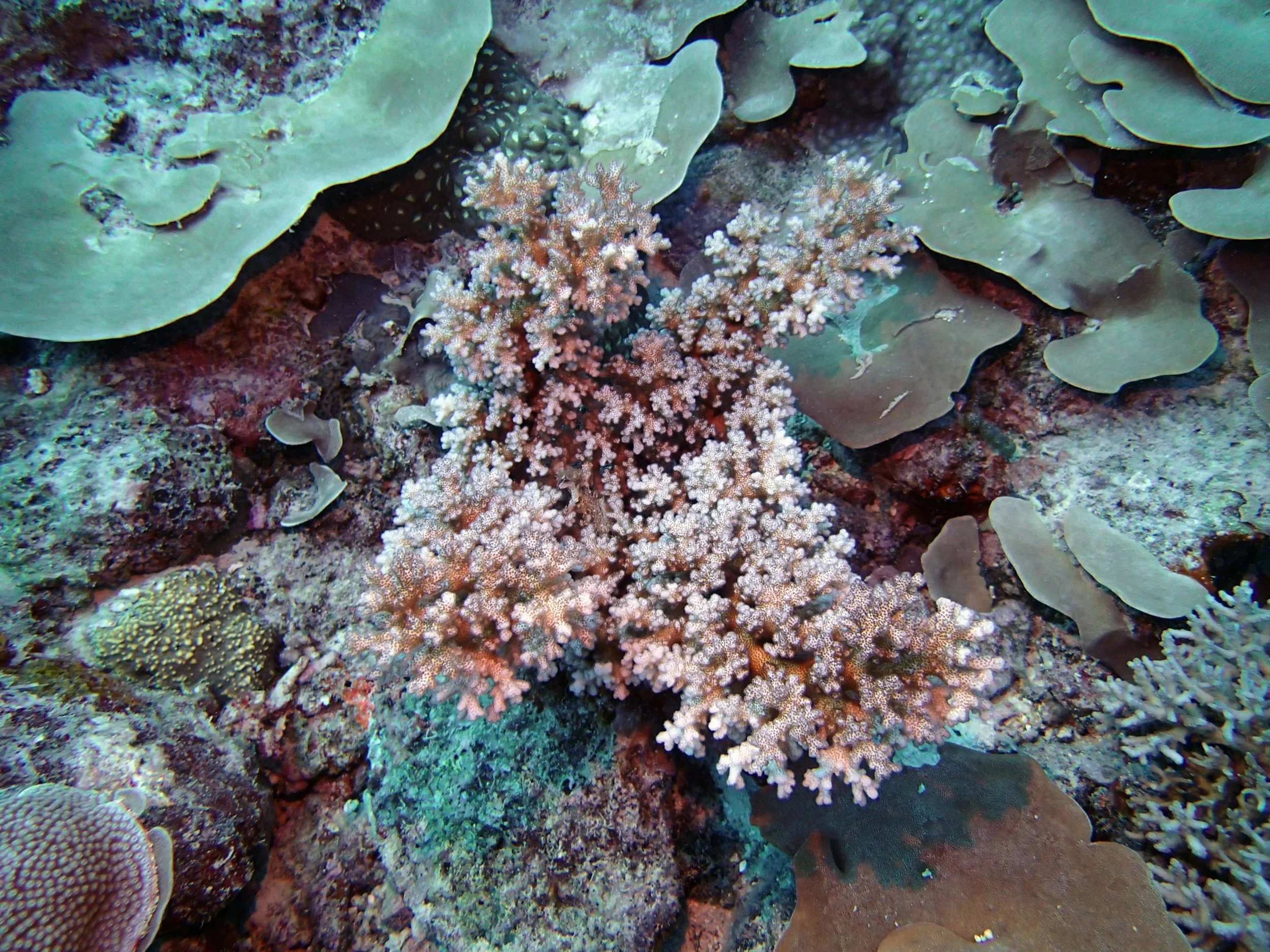 colony 95
