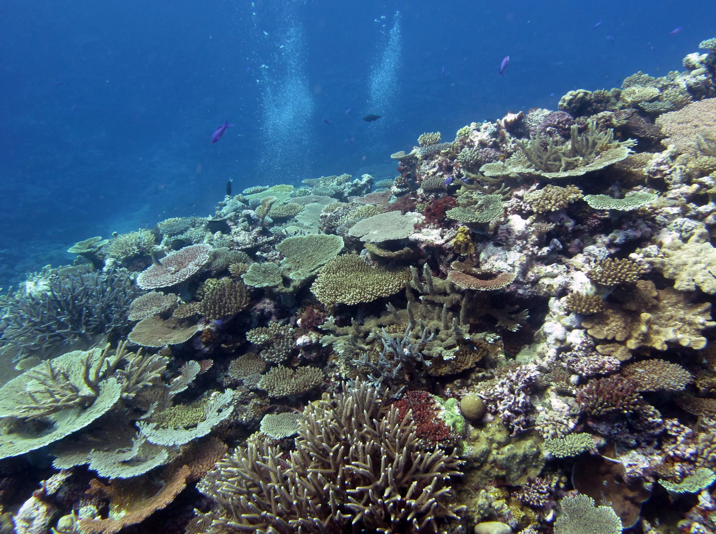 100% live coral cover.jpg