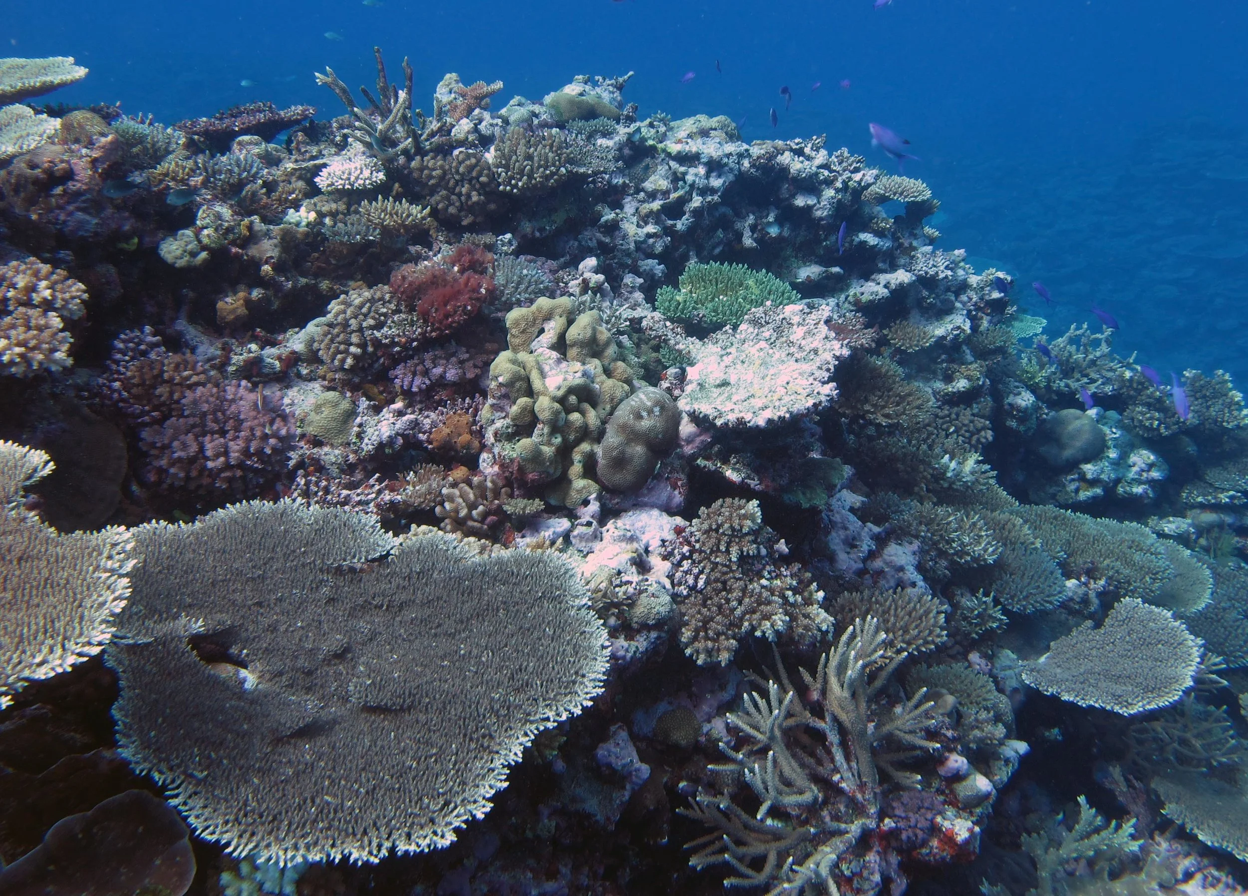 beautiful reef.jpg