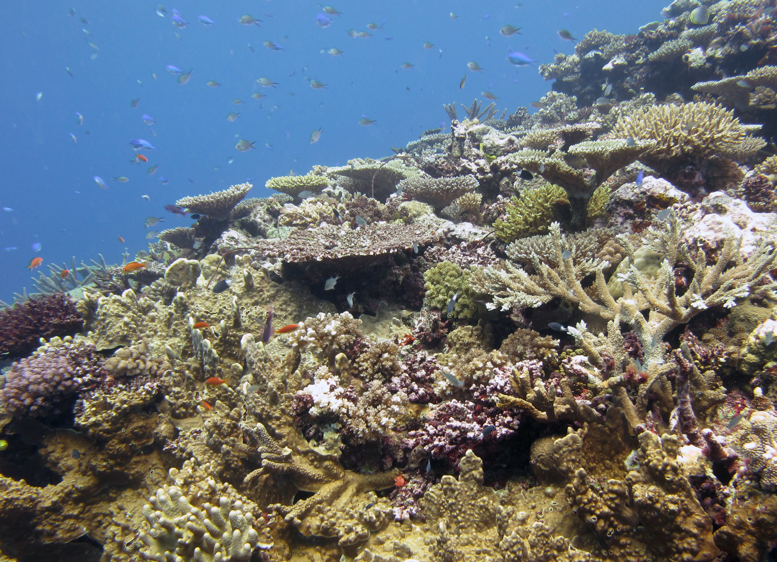 reef covered by fish.jpg