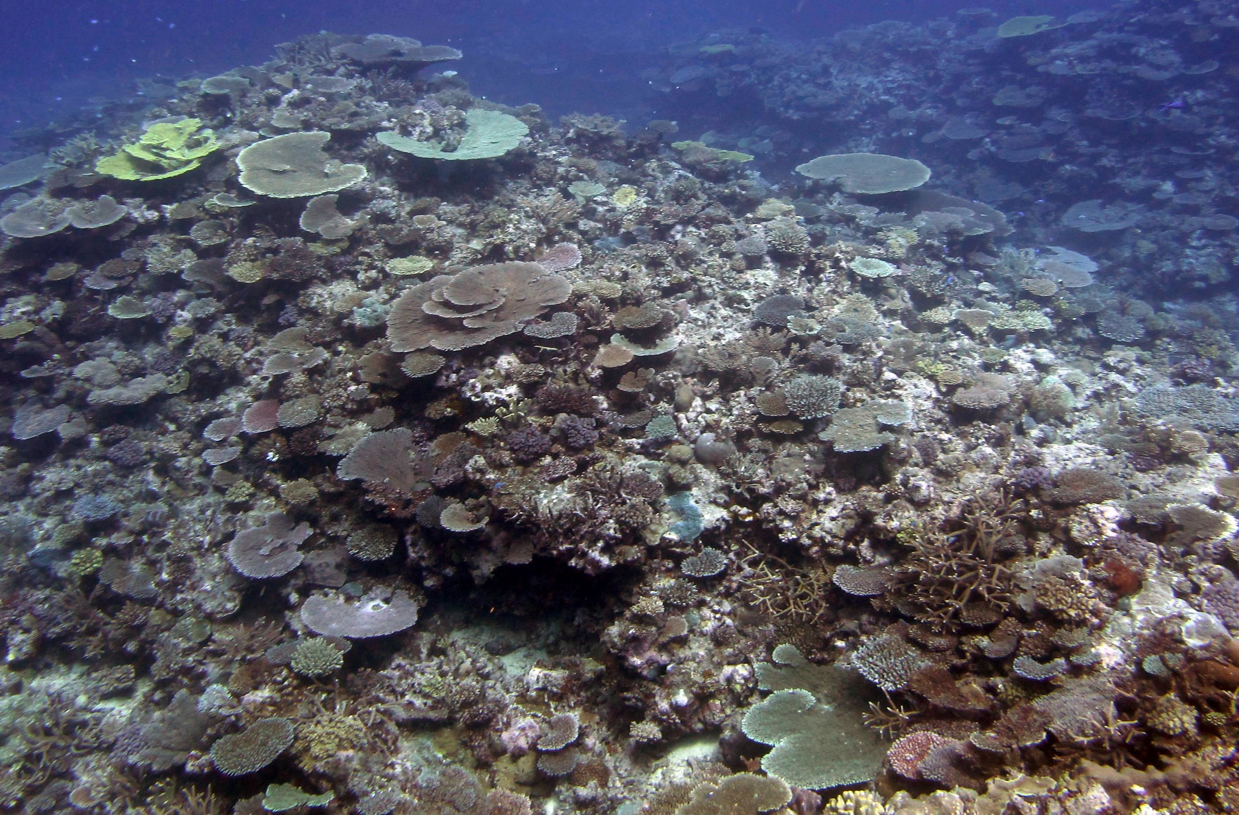 spectacular reefs.jpg