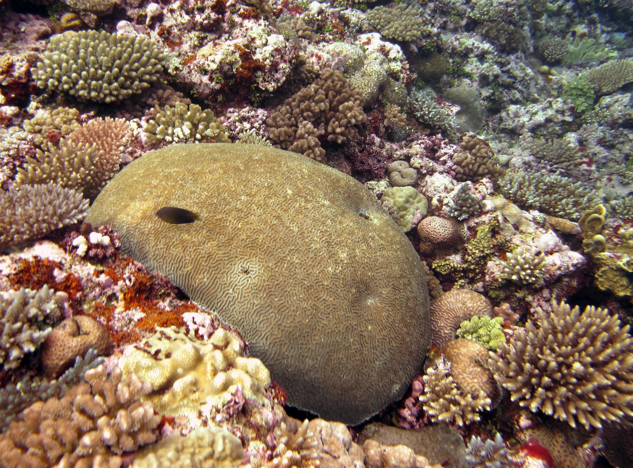 brain coral.jpg