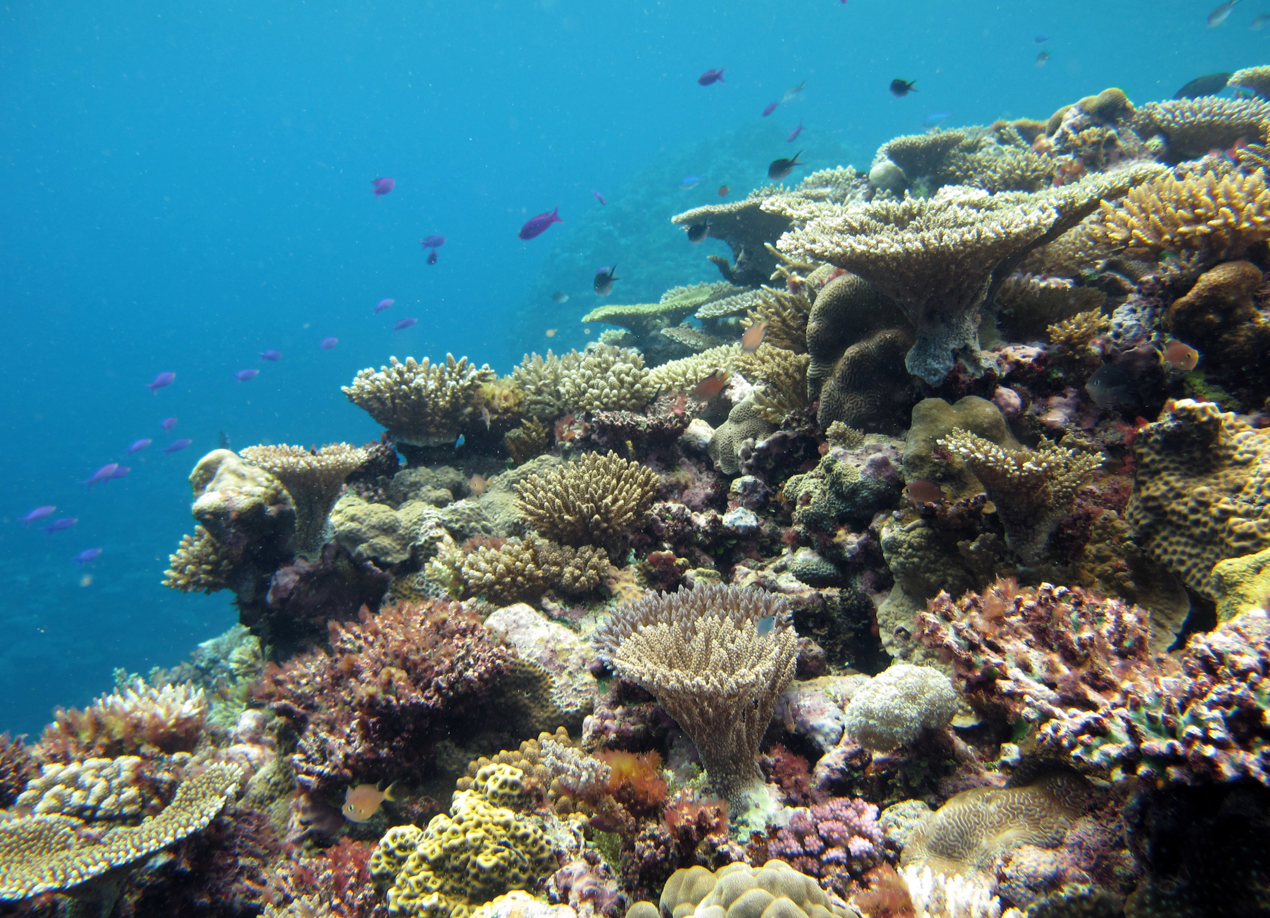 beautiful corals of Fiji.jpg