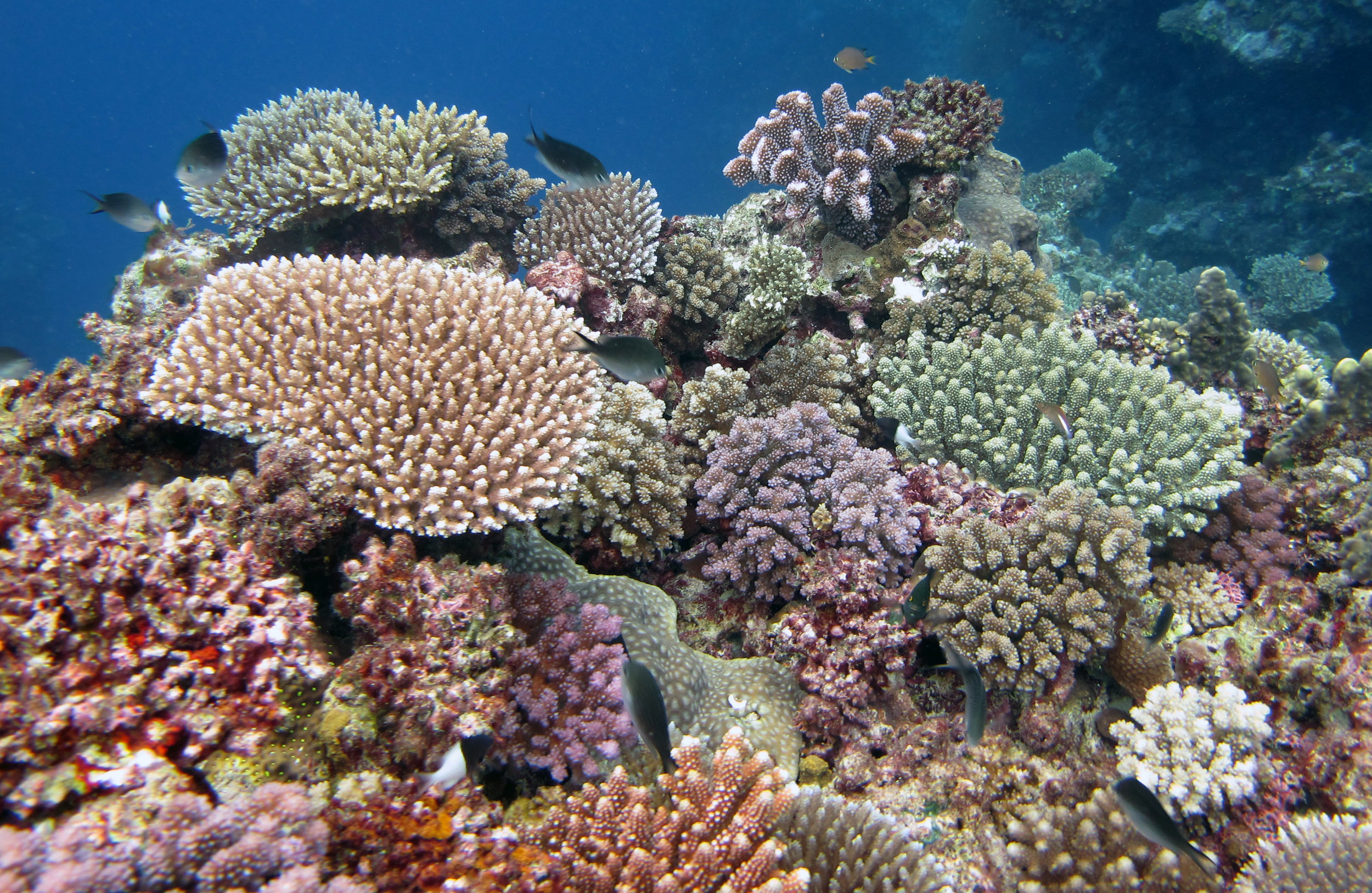 amazing coral garden shot.jpg