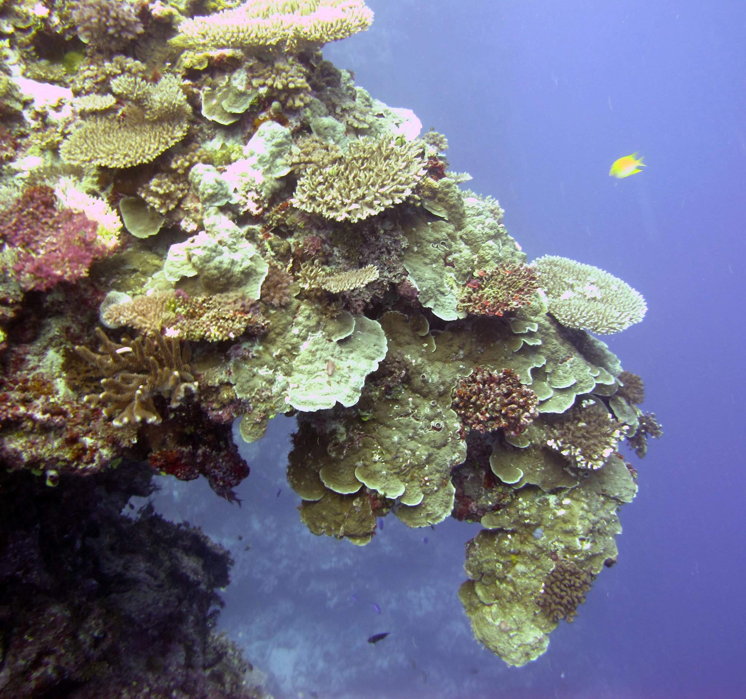 coral trunk.jpg