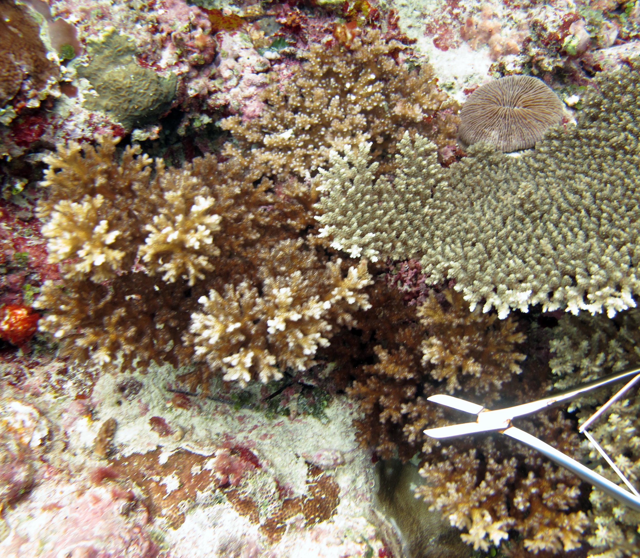 colony 102 ( Pocillopora verrucosa )-colony goes beyond border of image. Sample was only partially analyzed and so was not included in multivariate statistical analyses: JMP Excel Ancillary data