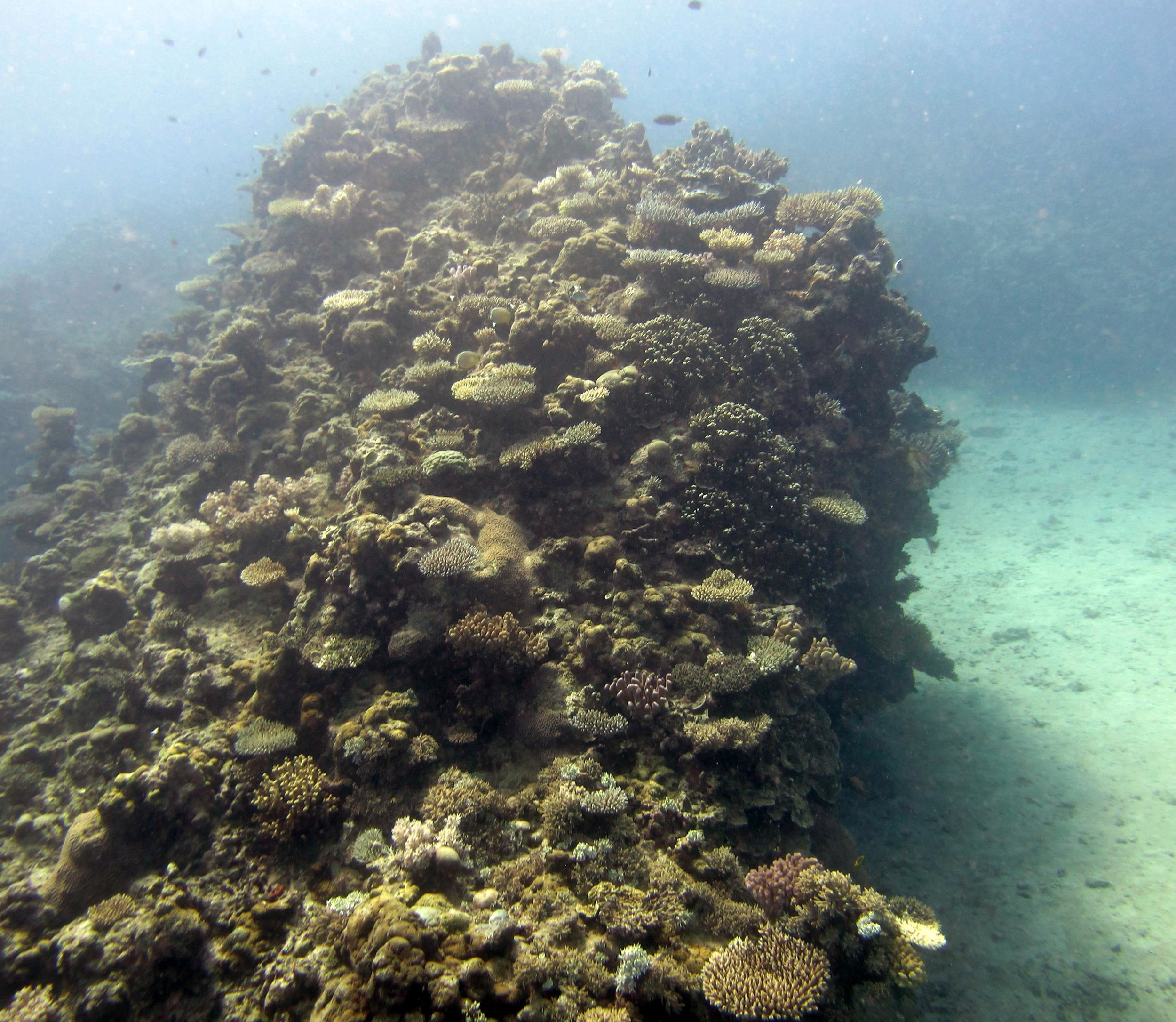 murky coral bommie.jpg