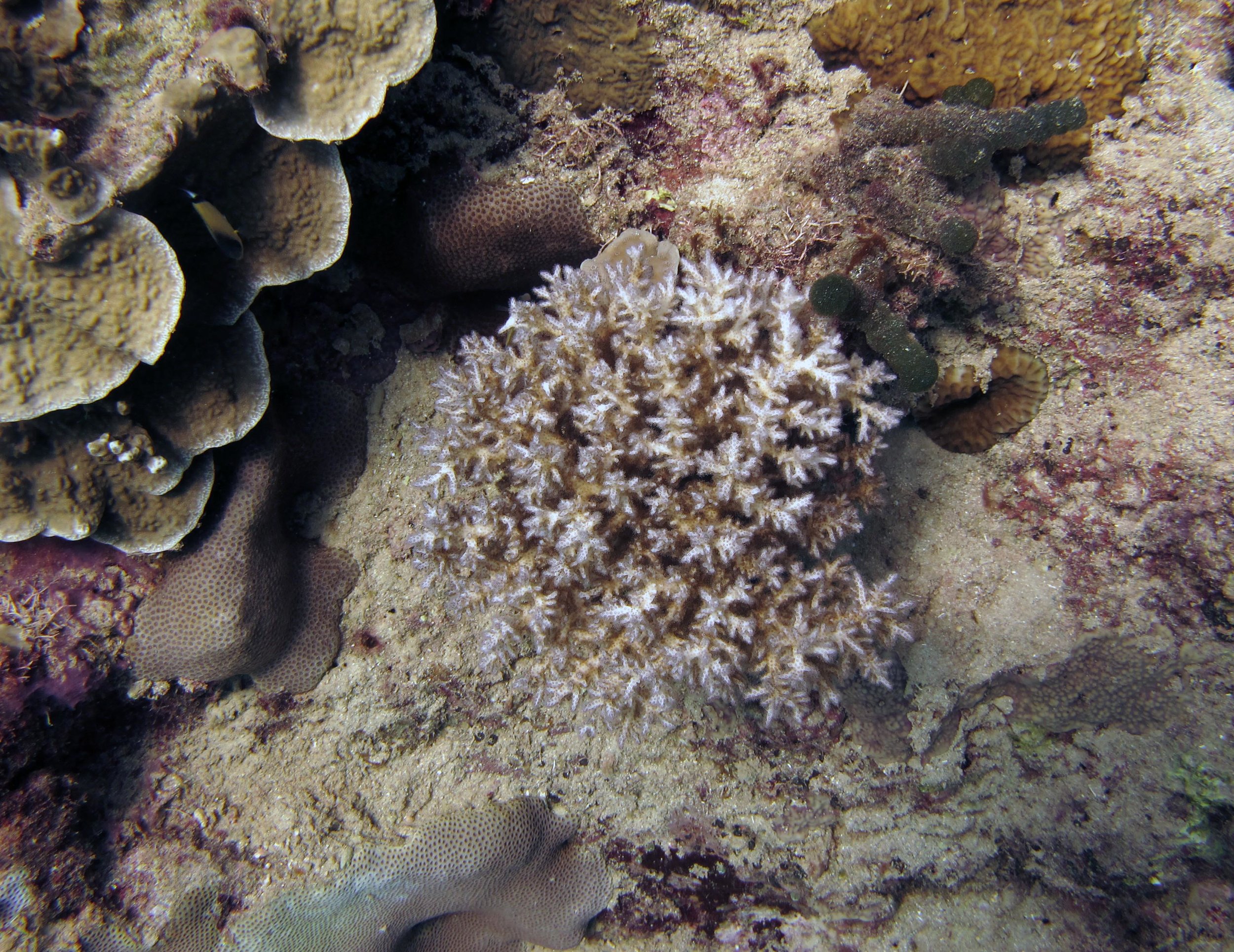 Pdam-heavy reef.jpg